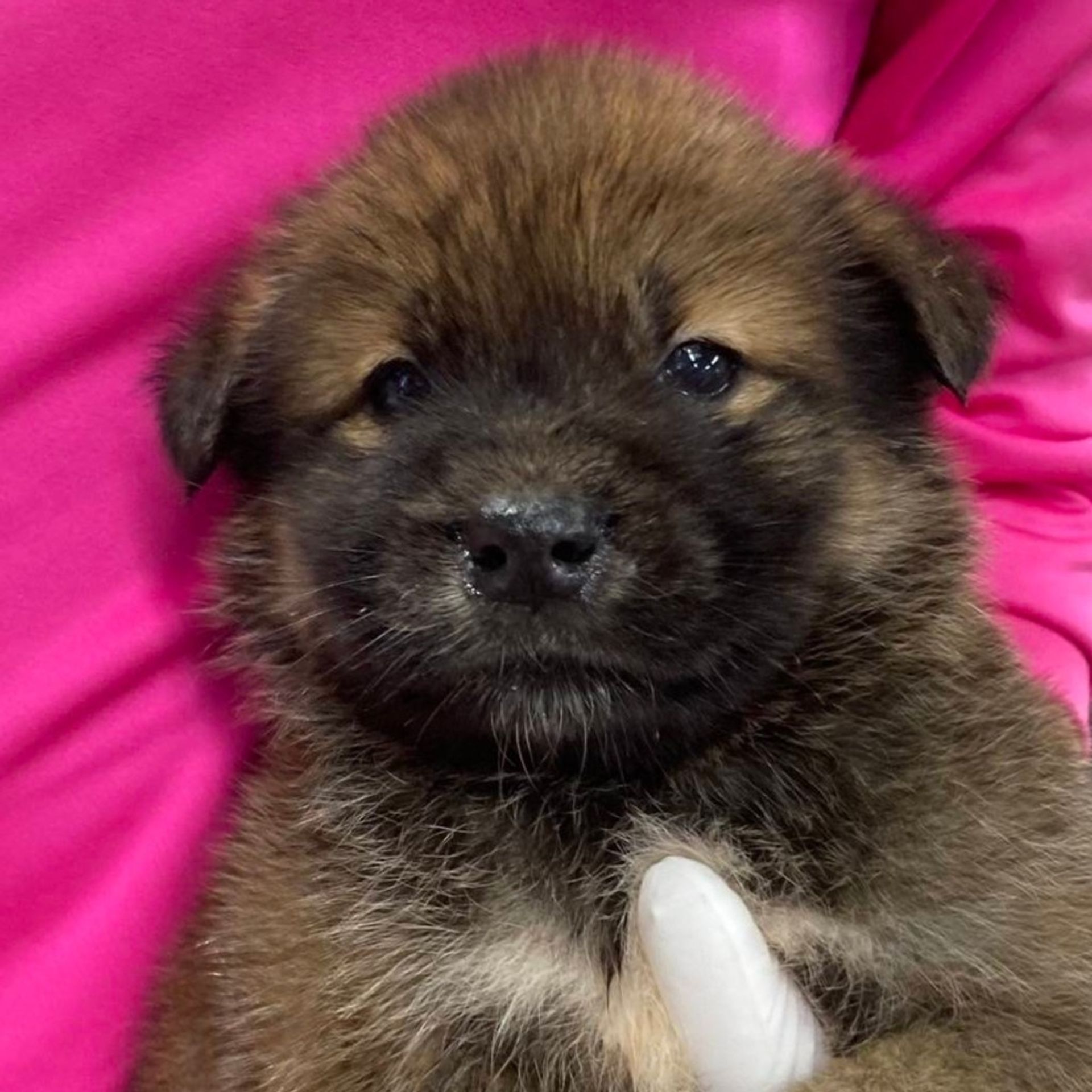 雑種（ミックス犬）・オスの里親募集の写真