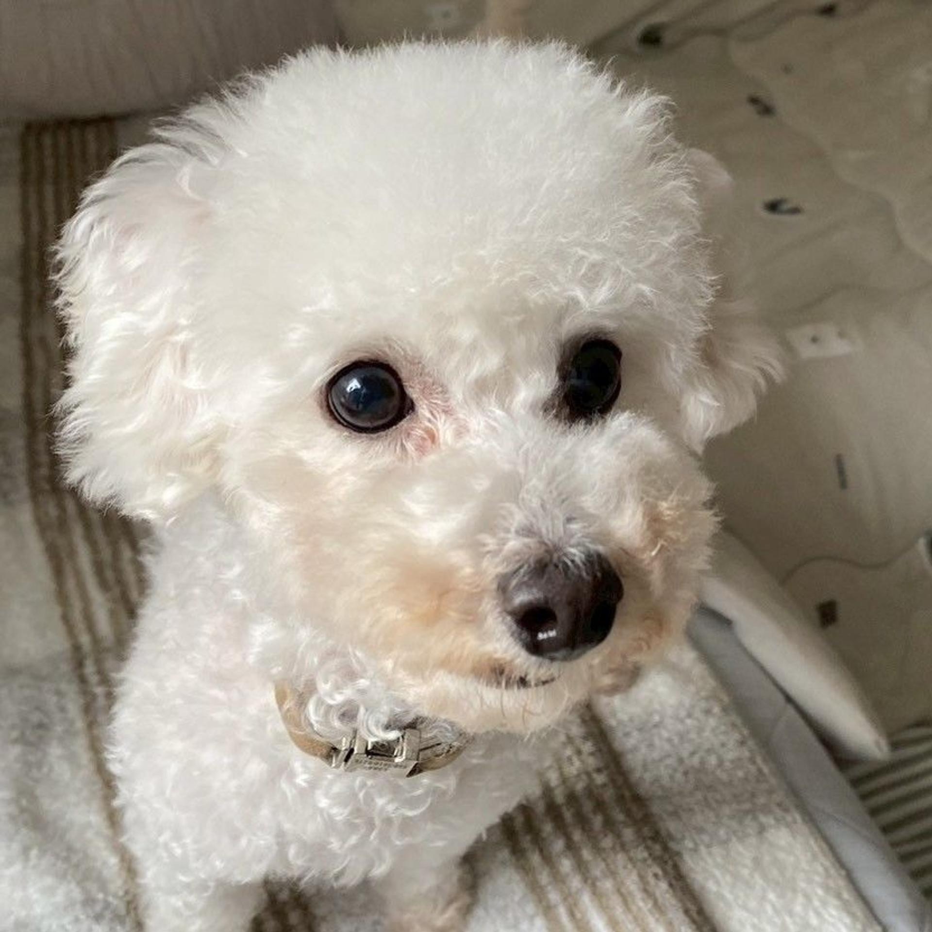 pet-image-2