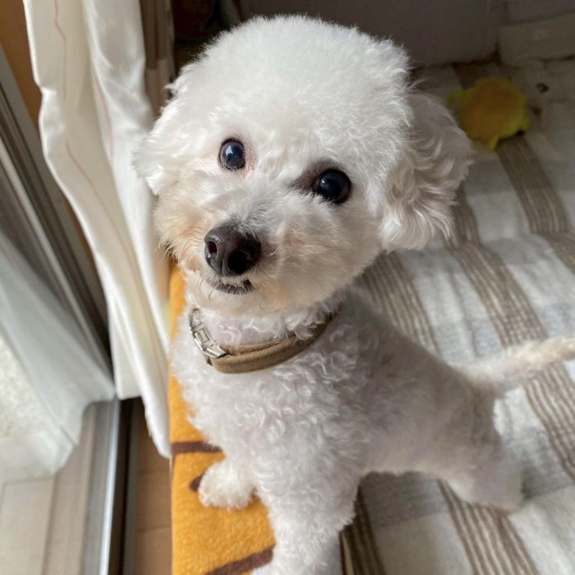 pet-image-3