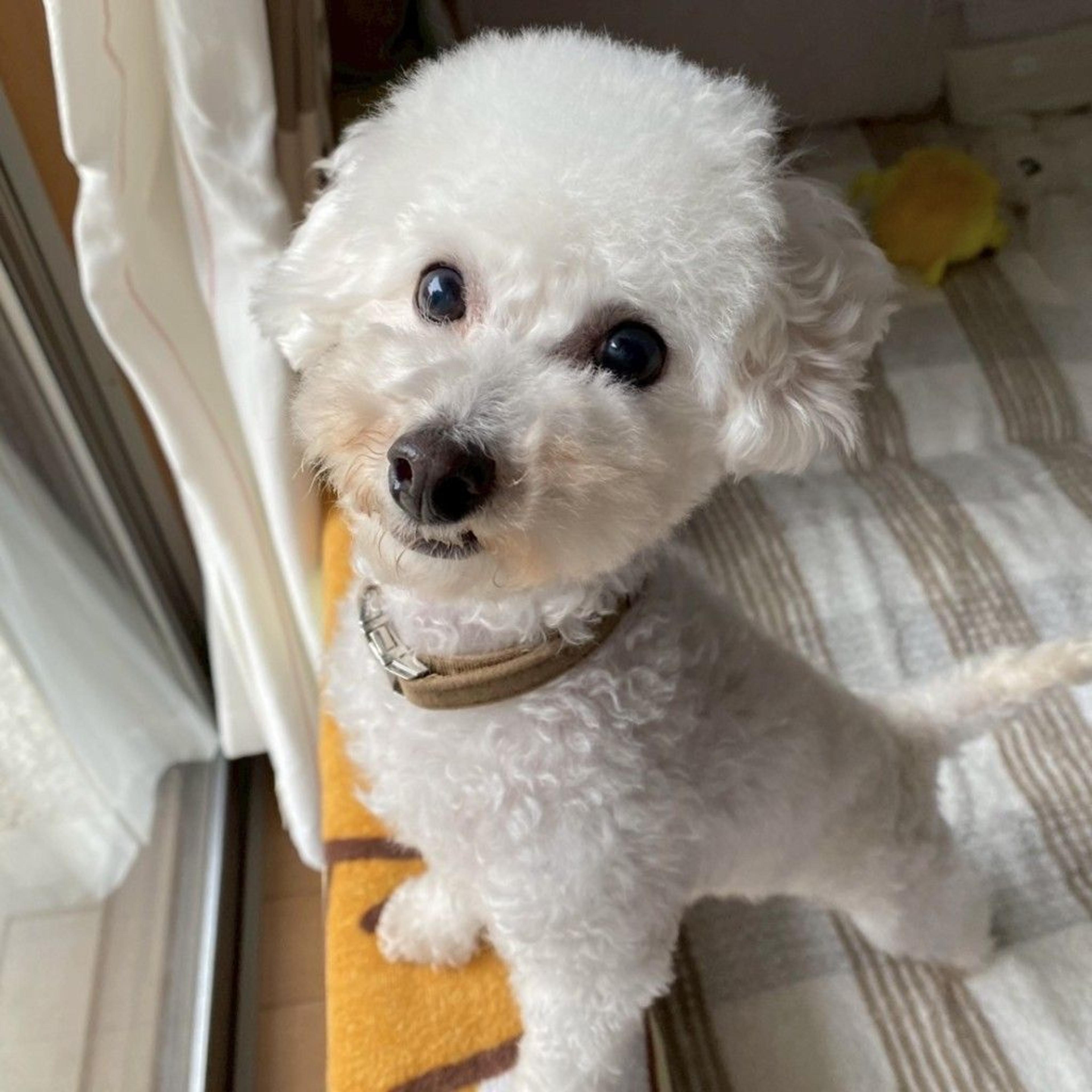 pet-image-3