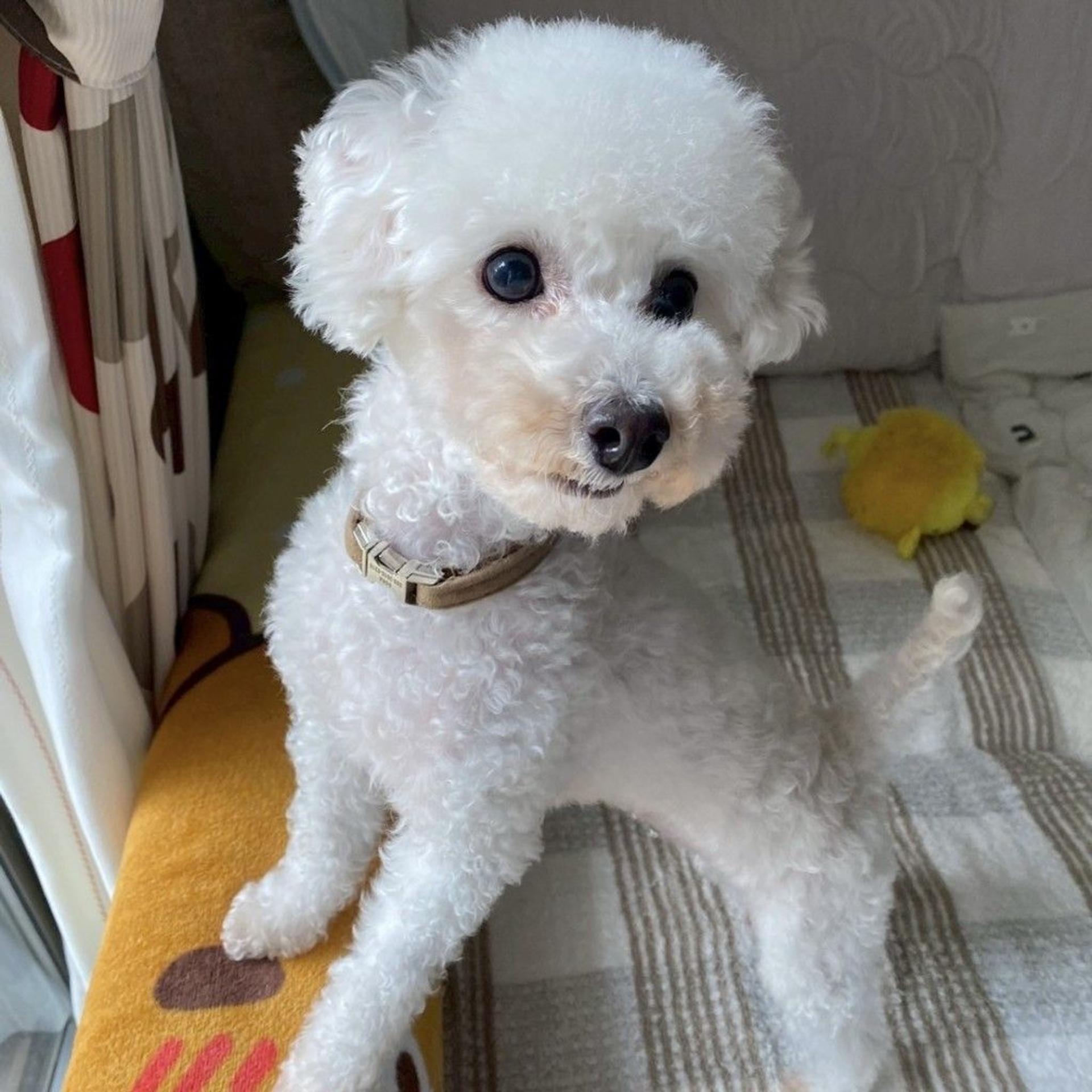 pet-image-4