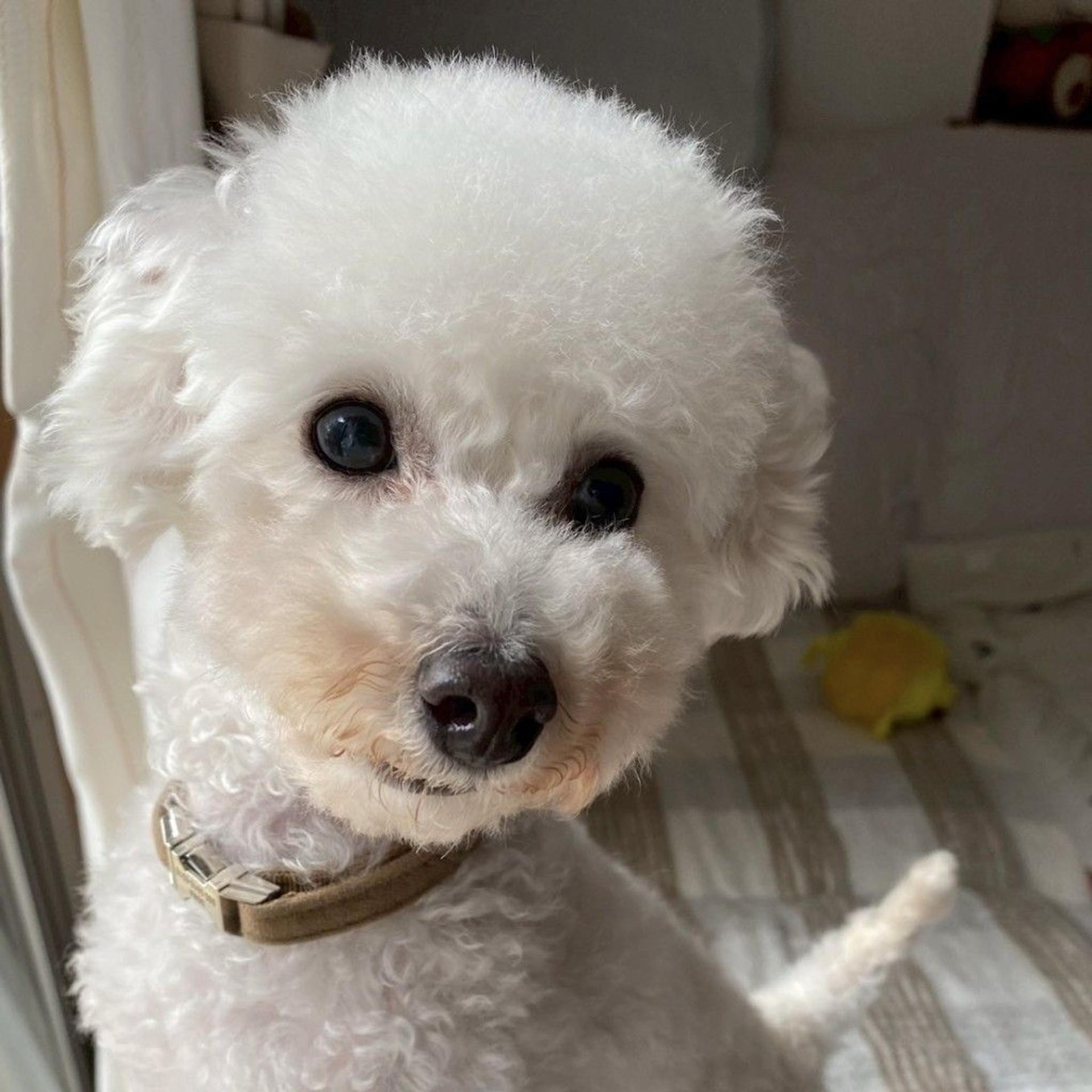 pet-image-7