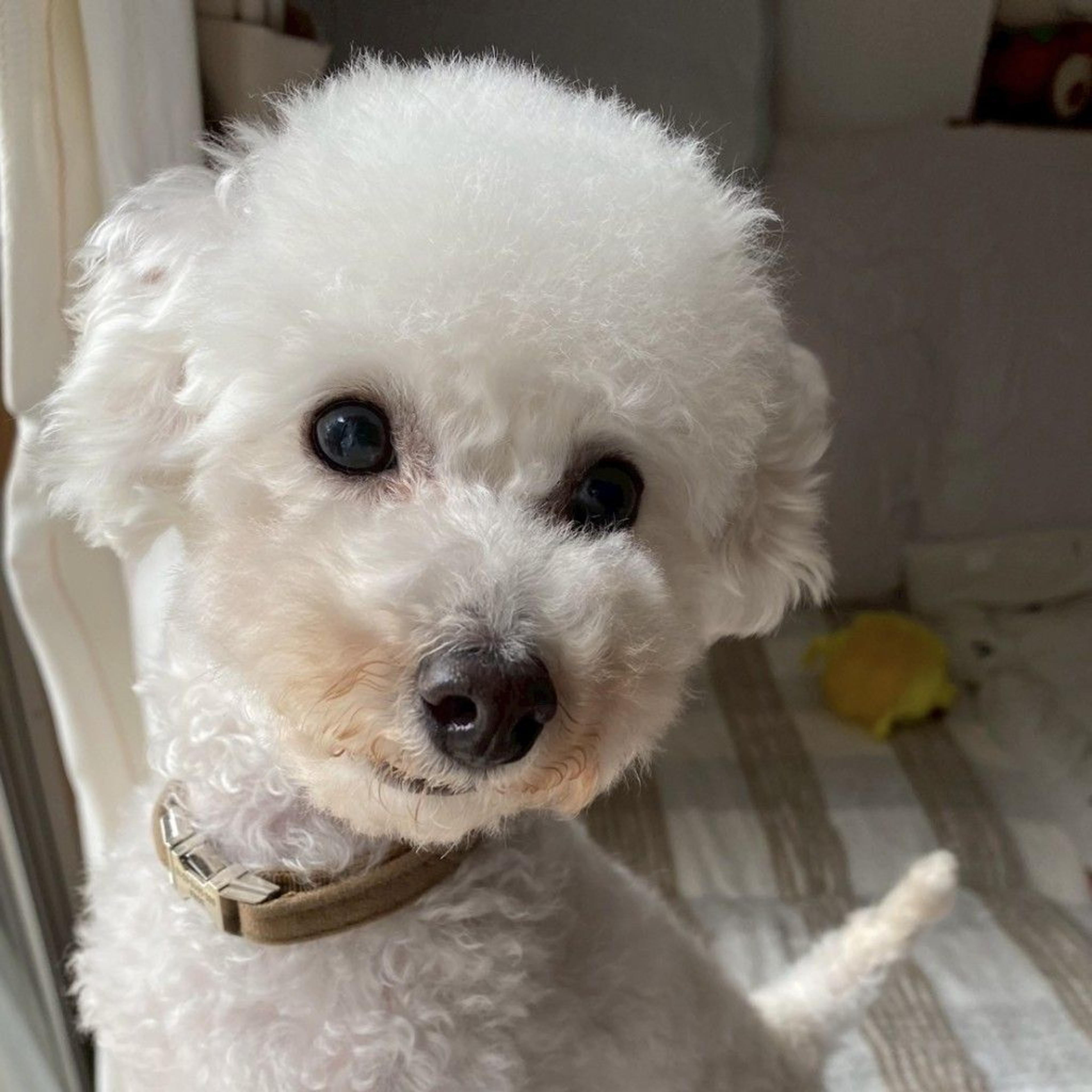pet-image-7