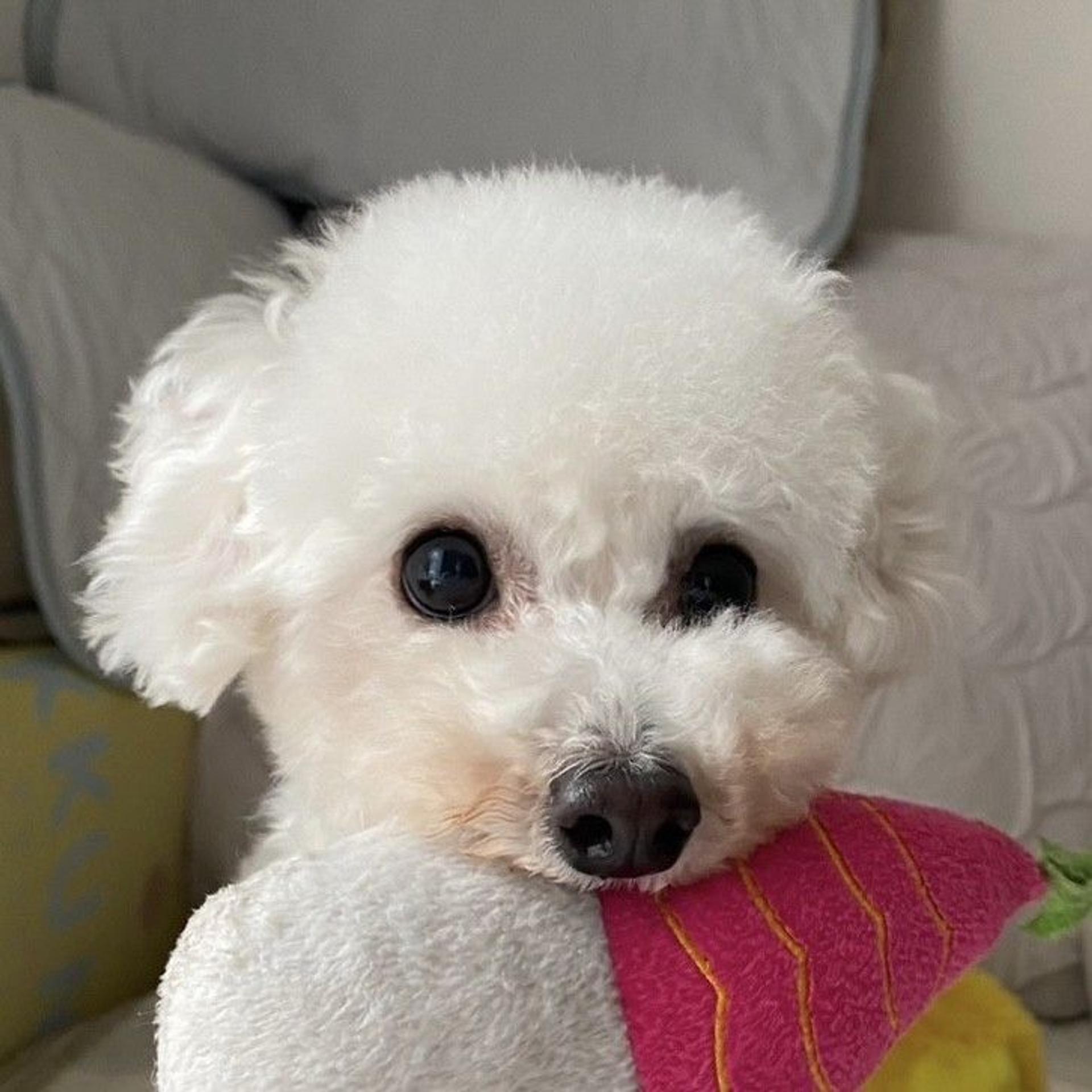 pet-image-8