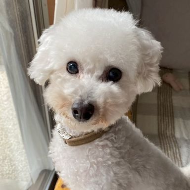 センチュリーちゃん