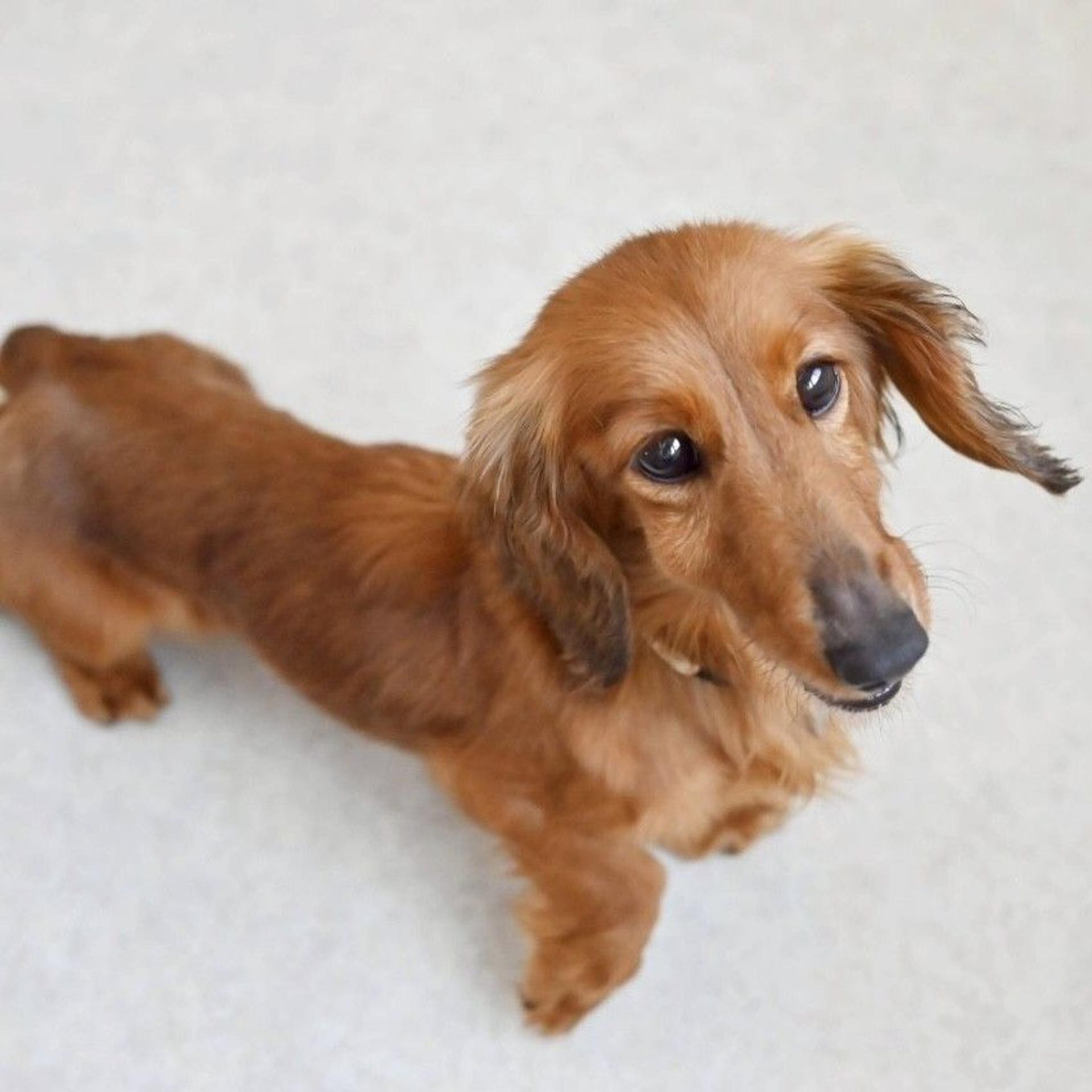 pet-image-6