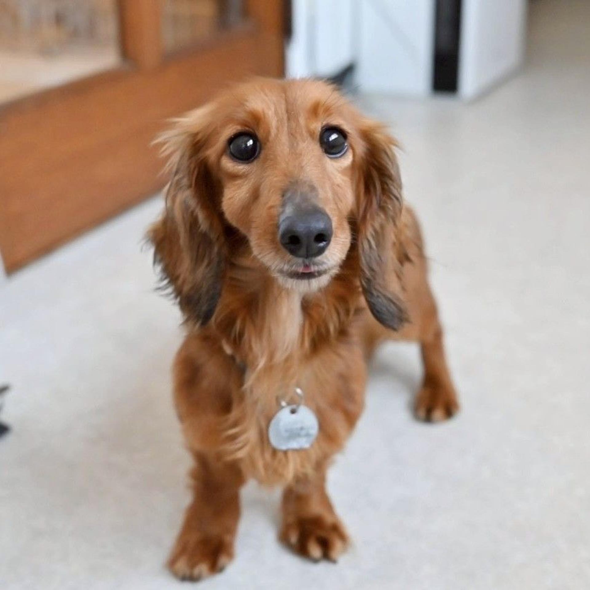 pet-image-4