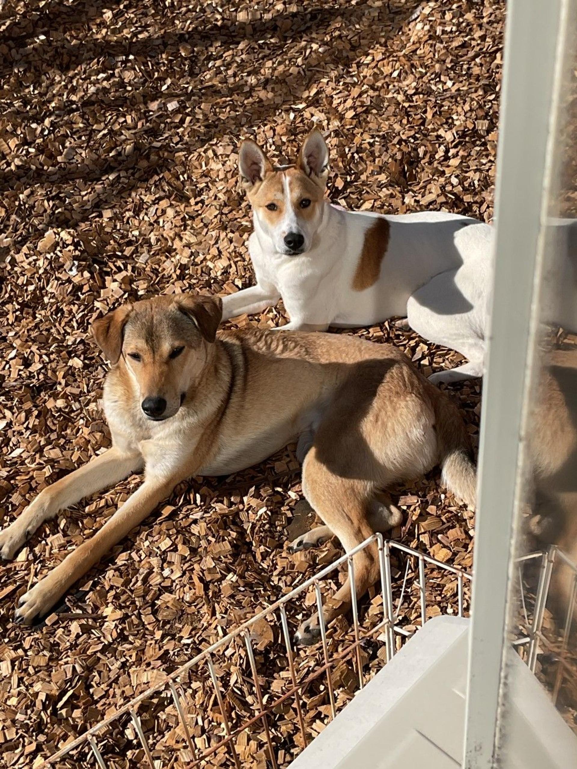 pet-image-5