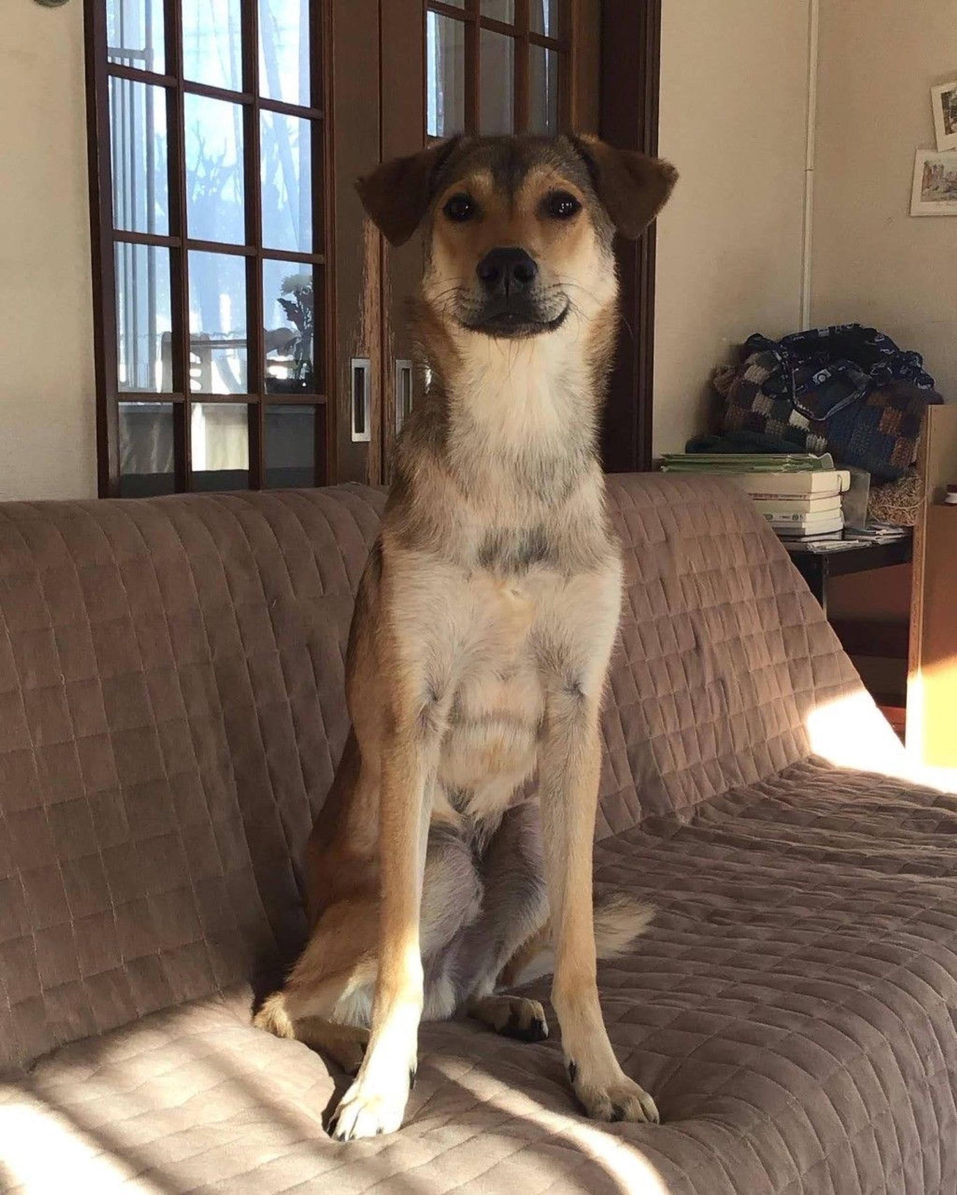 pet-image-4