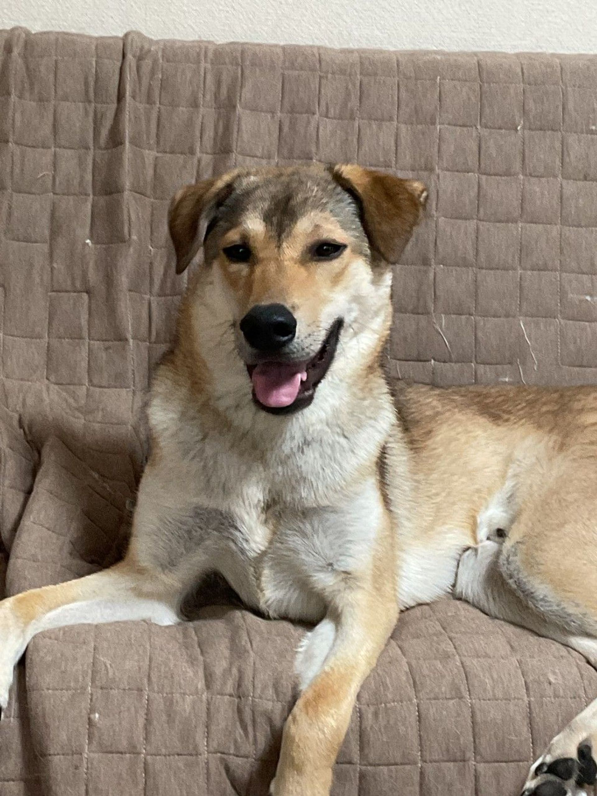 雑種（ミックス犬）・オスの里親募集の写真