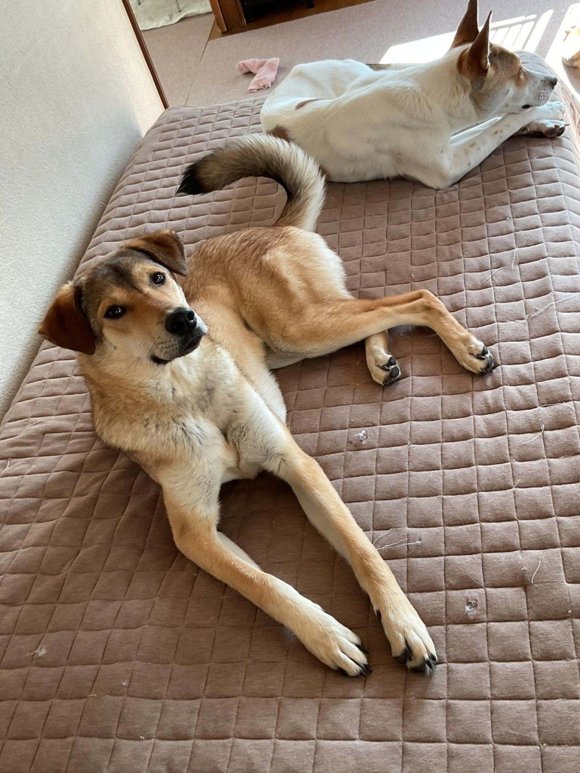 pet-image-3