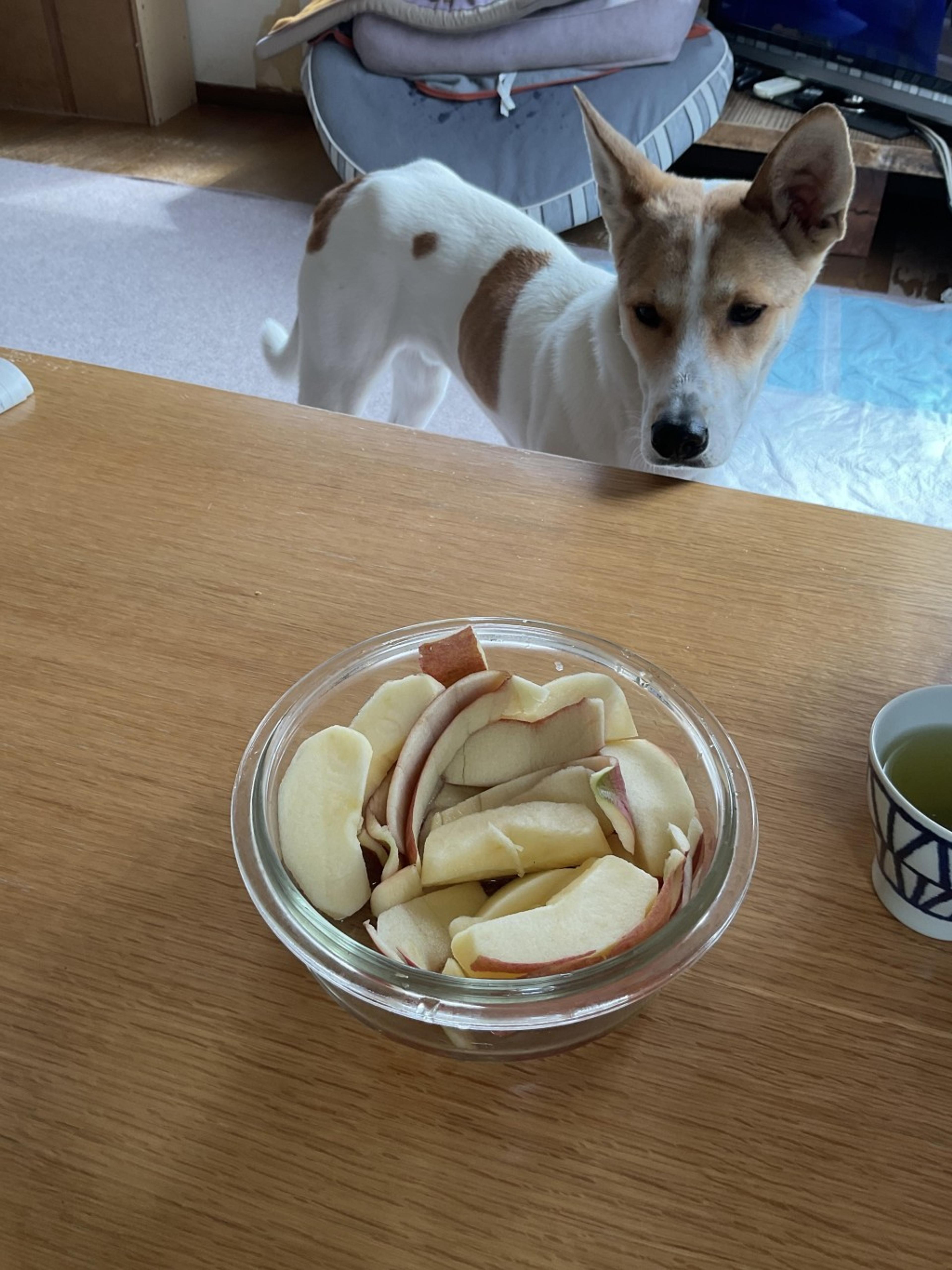pet-image-5