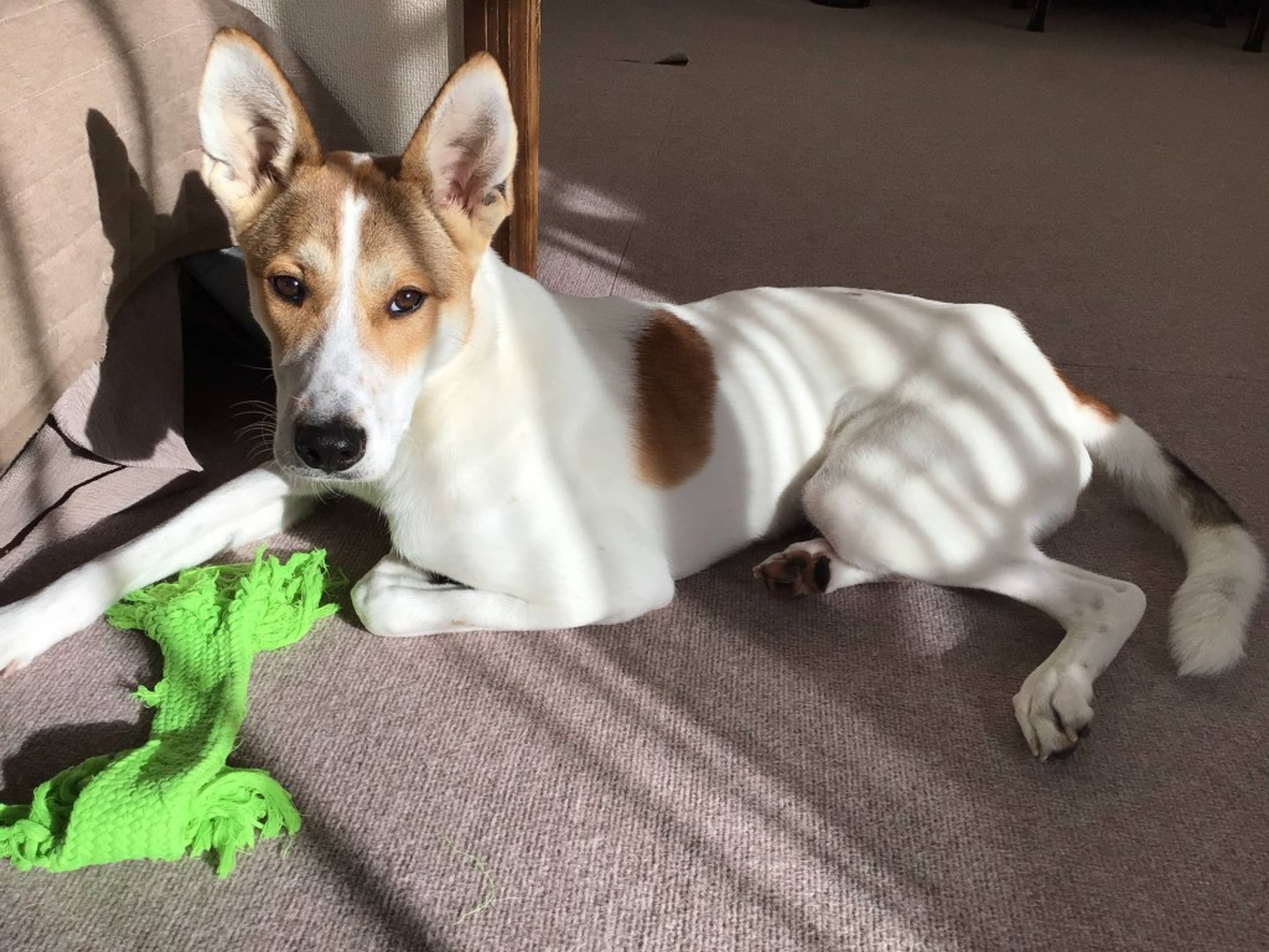 雑種（ミックス犬）・オスの里親募集の写真