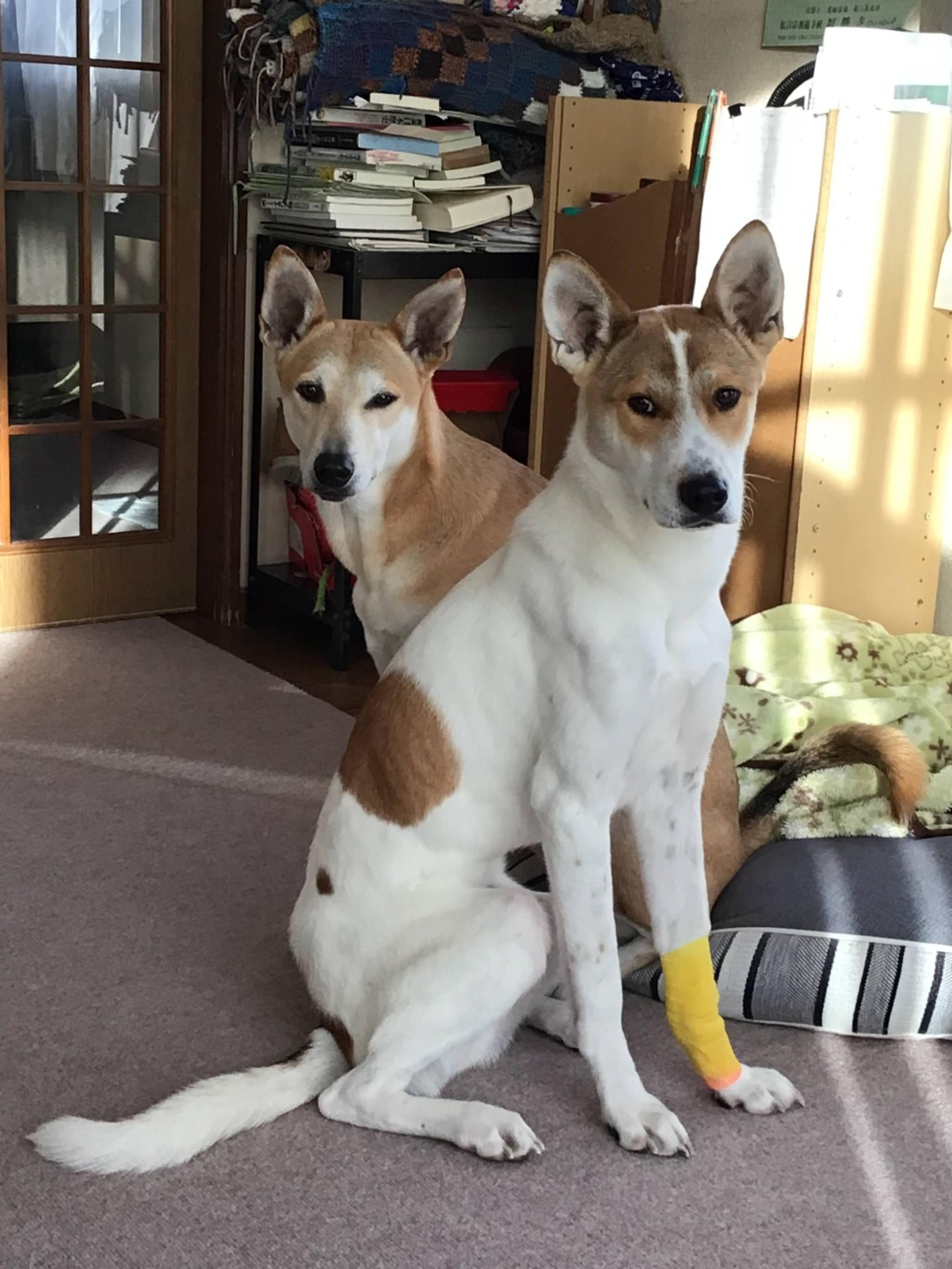 pet-image-2