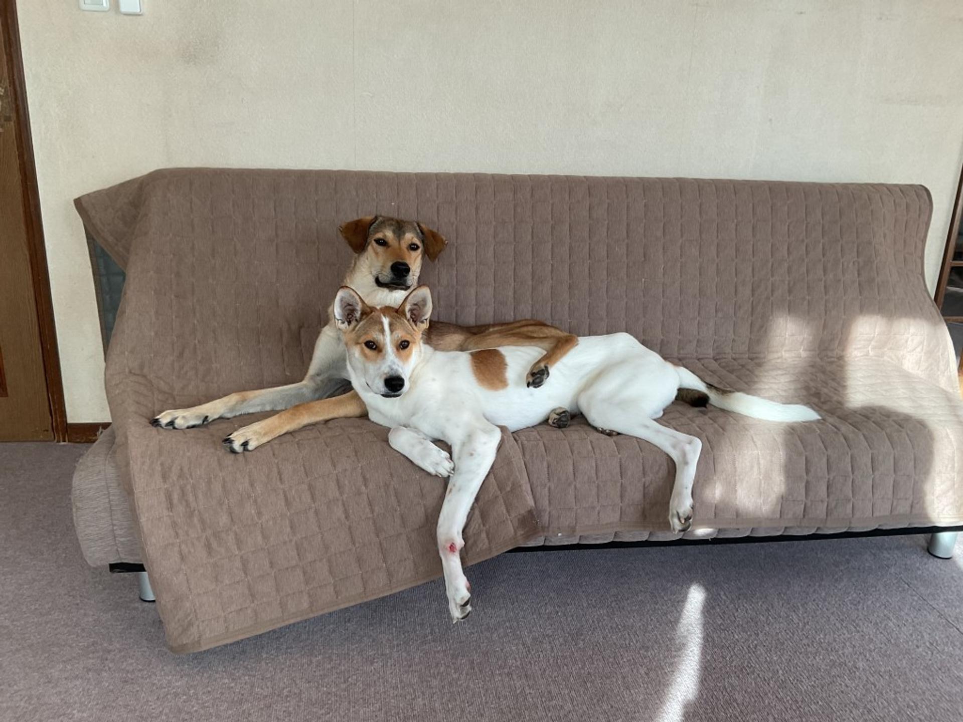 pet-image-6