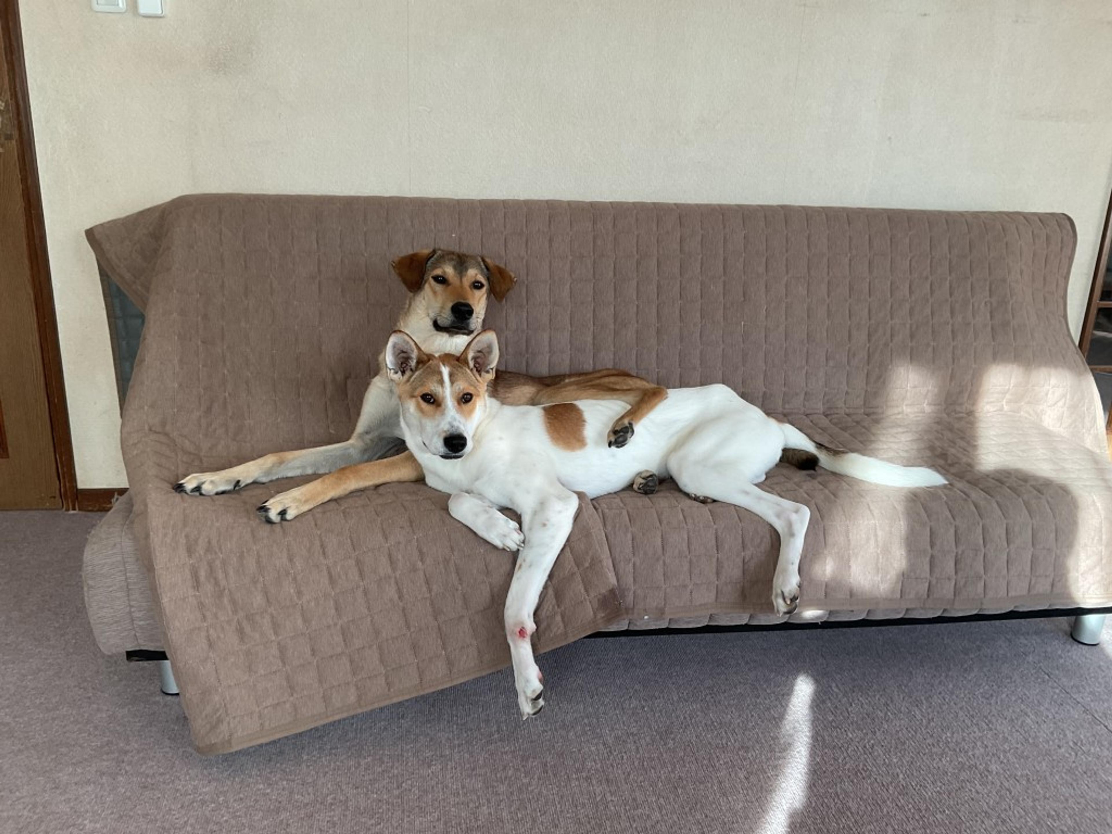 pet-image-6