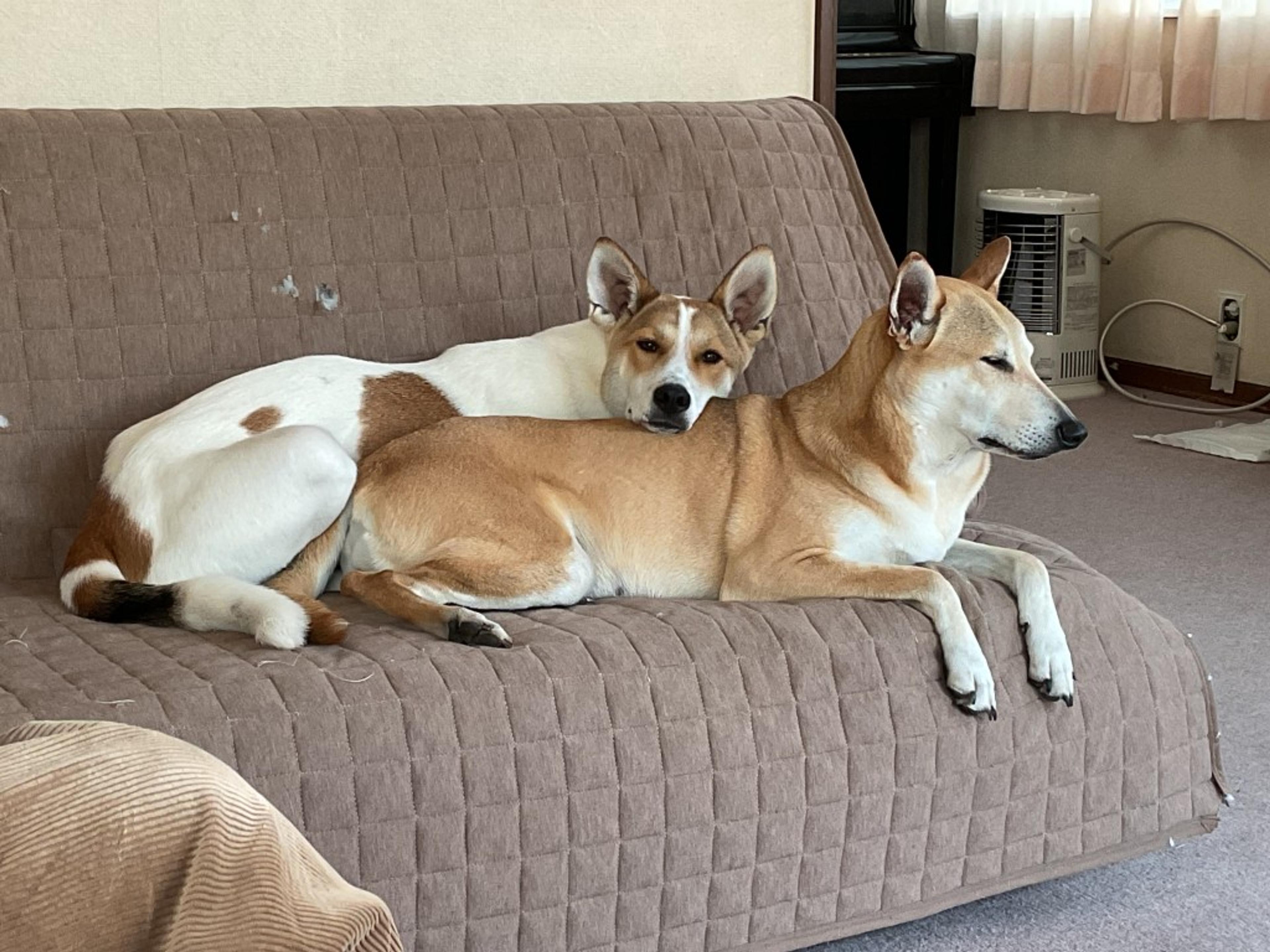 pet-image-4