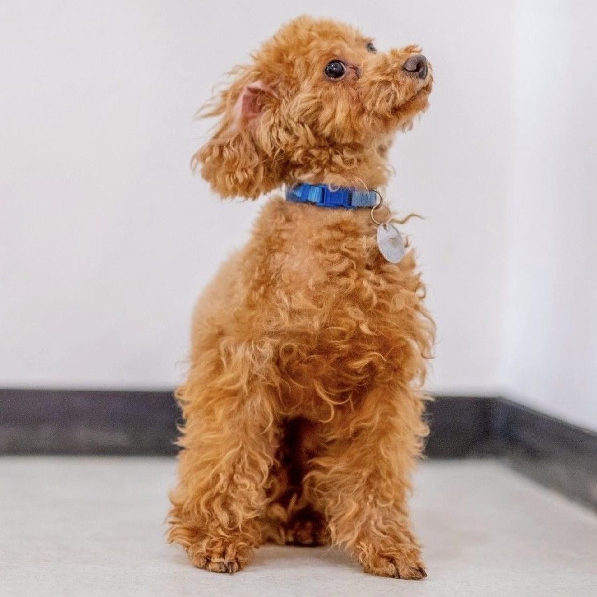 pet-image-5