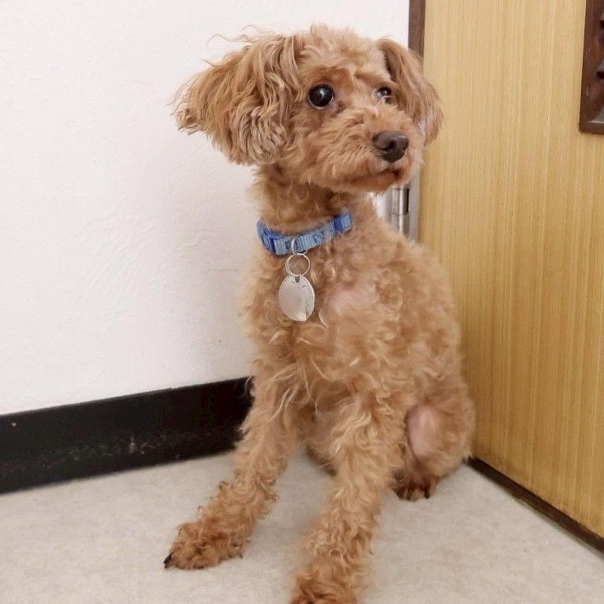 pet-image-2