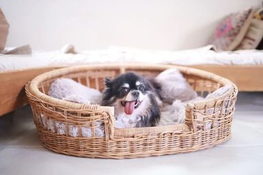 チワワ・オスの里親募集の写真