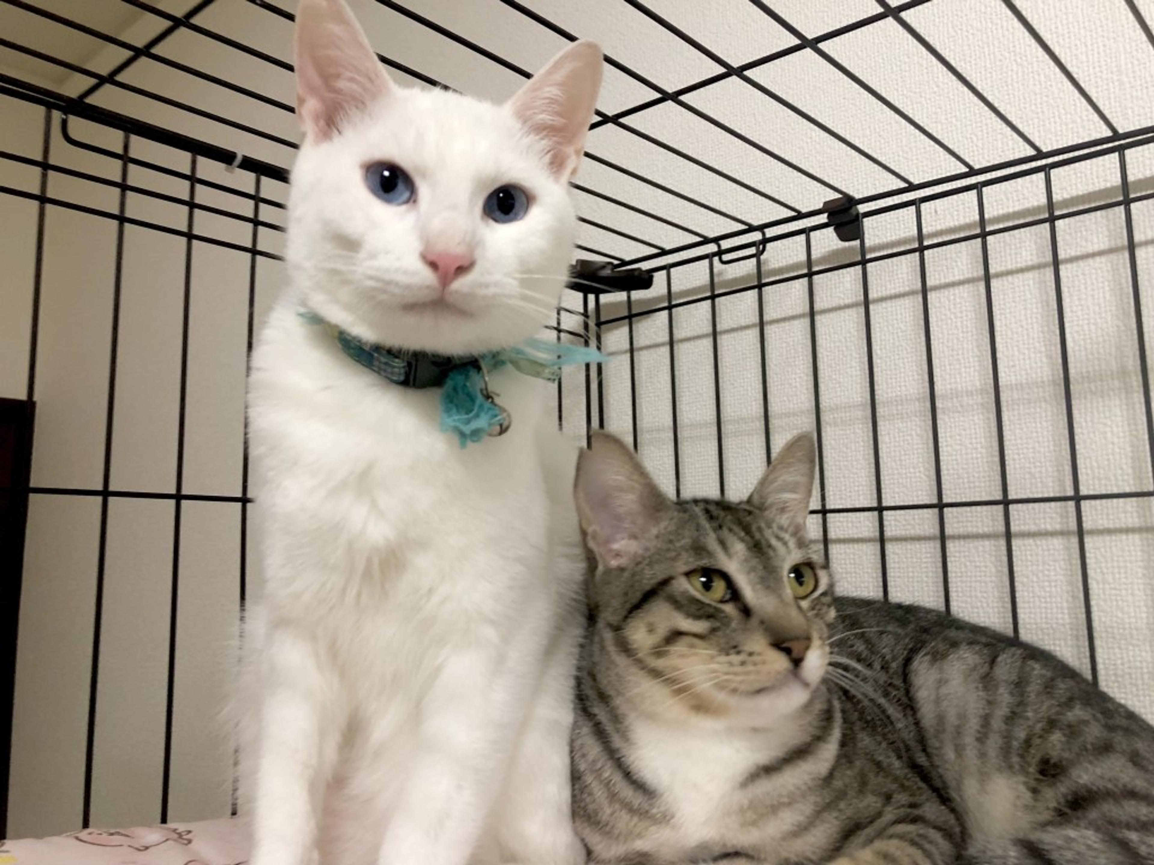 pet-image-9