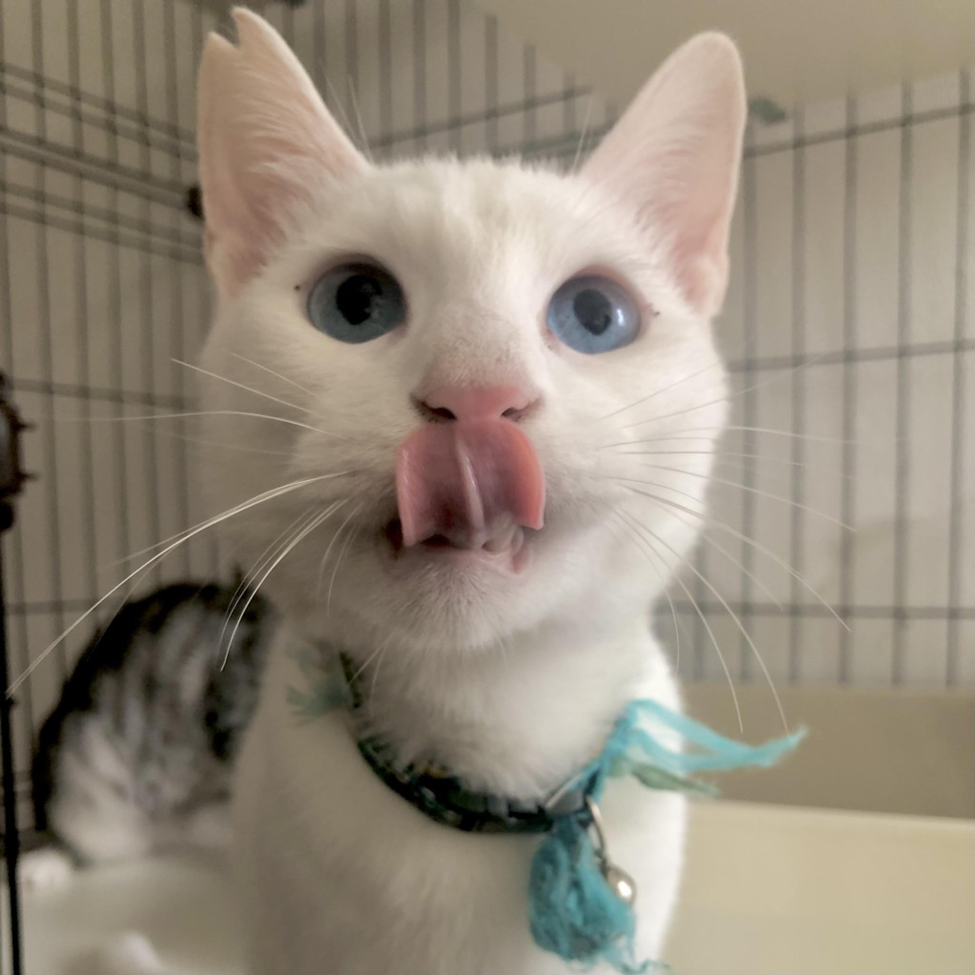 pet-image-8