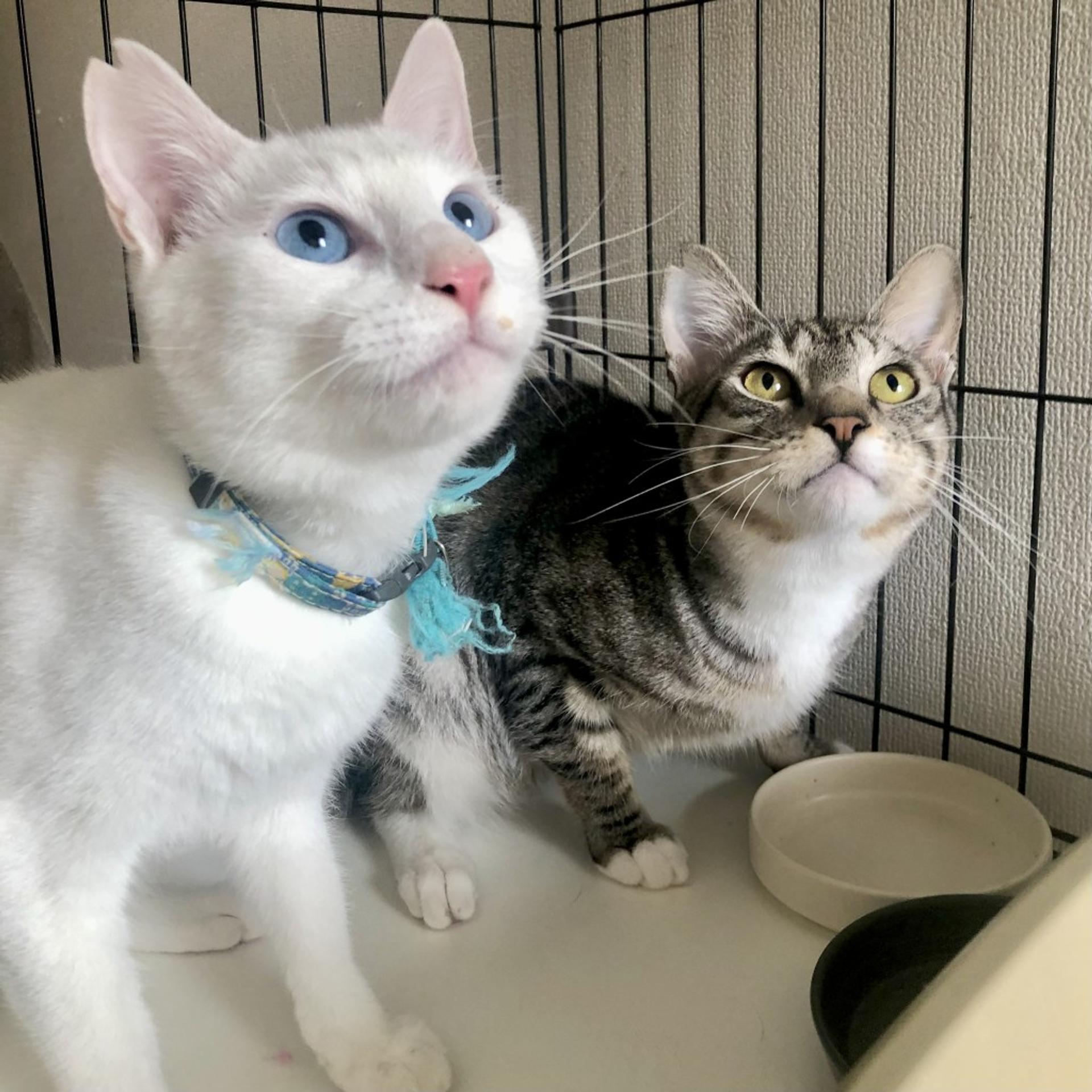 pet-image-6