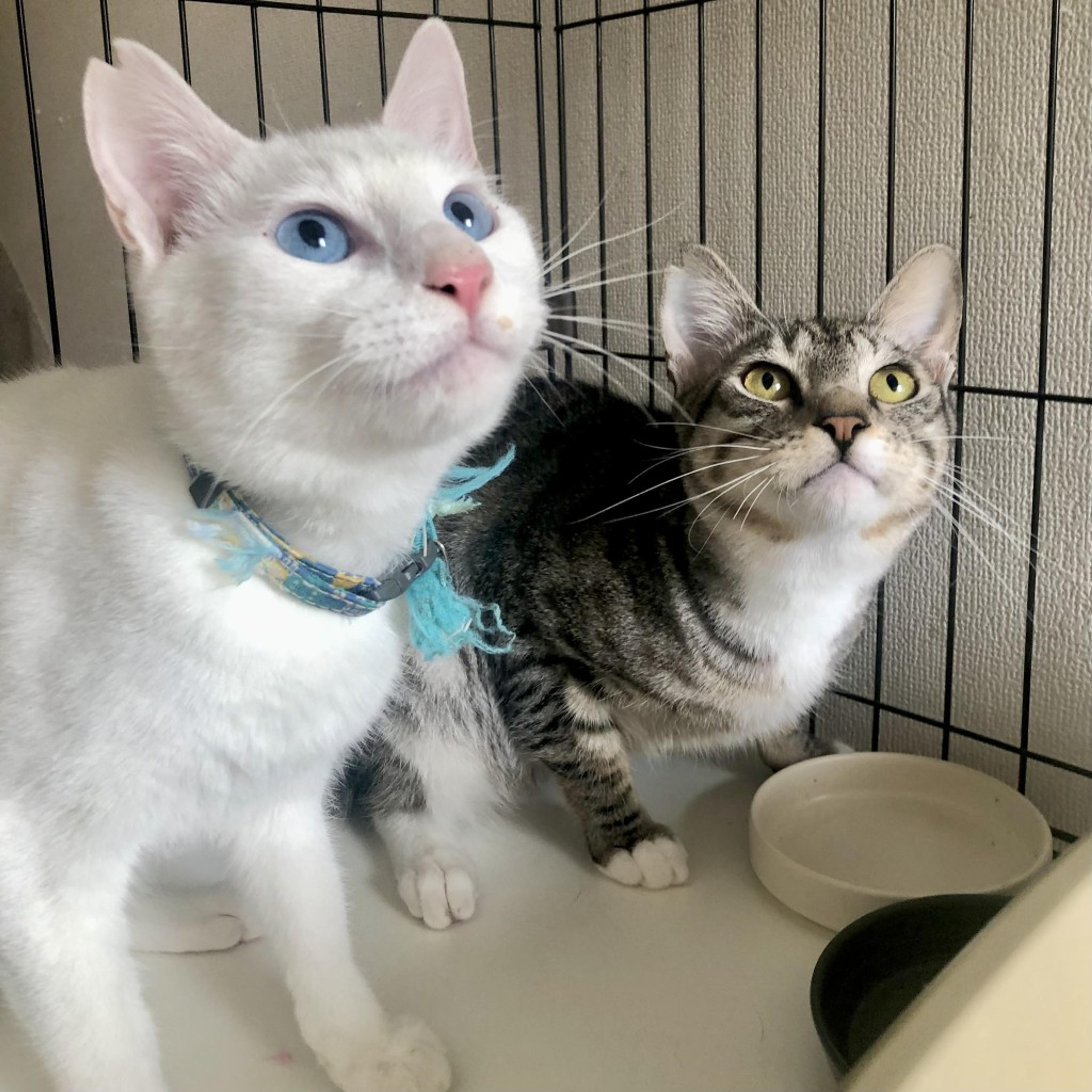 pet-image-6