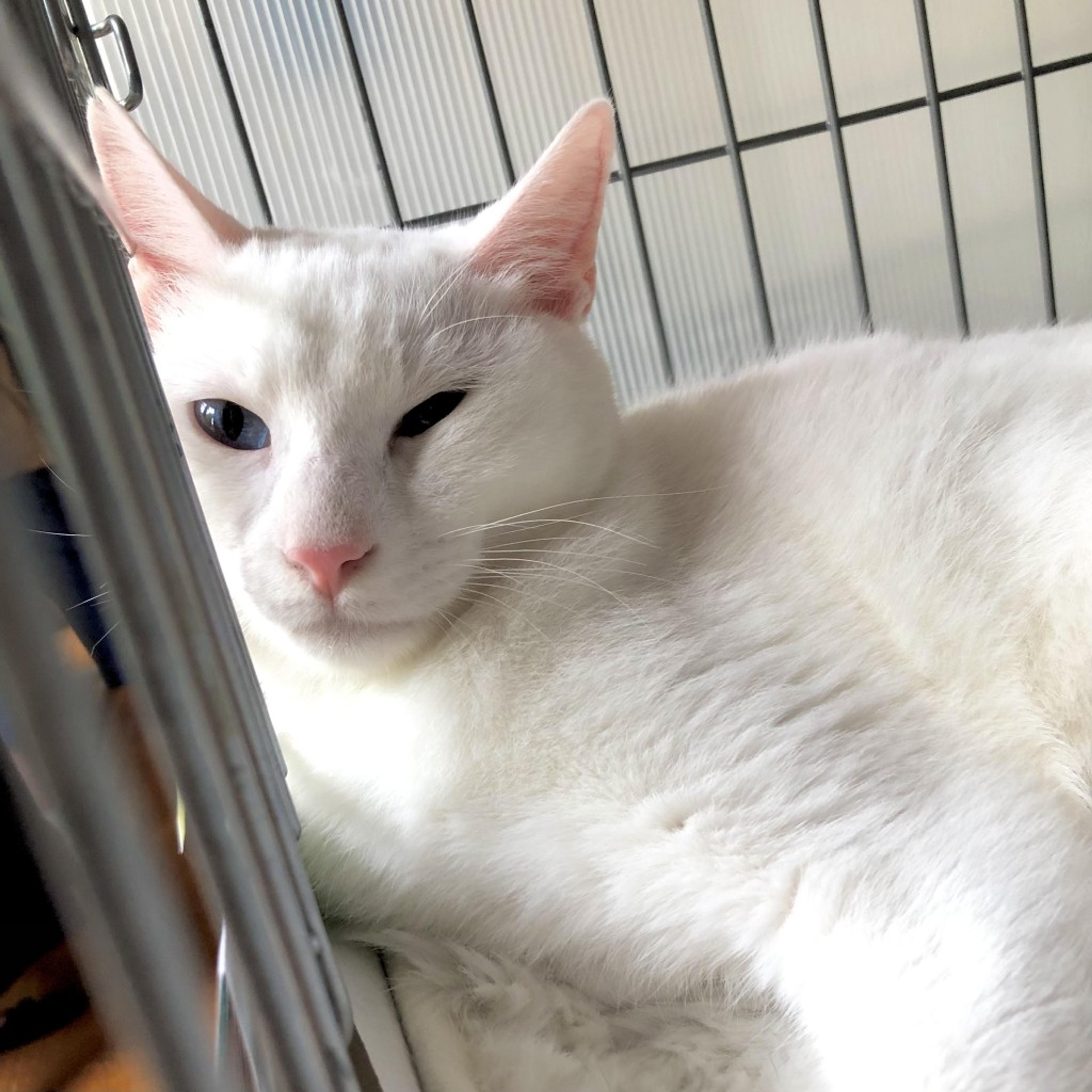 pet-image-4
