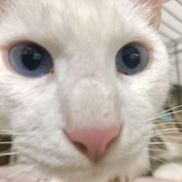 thumb-6