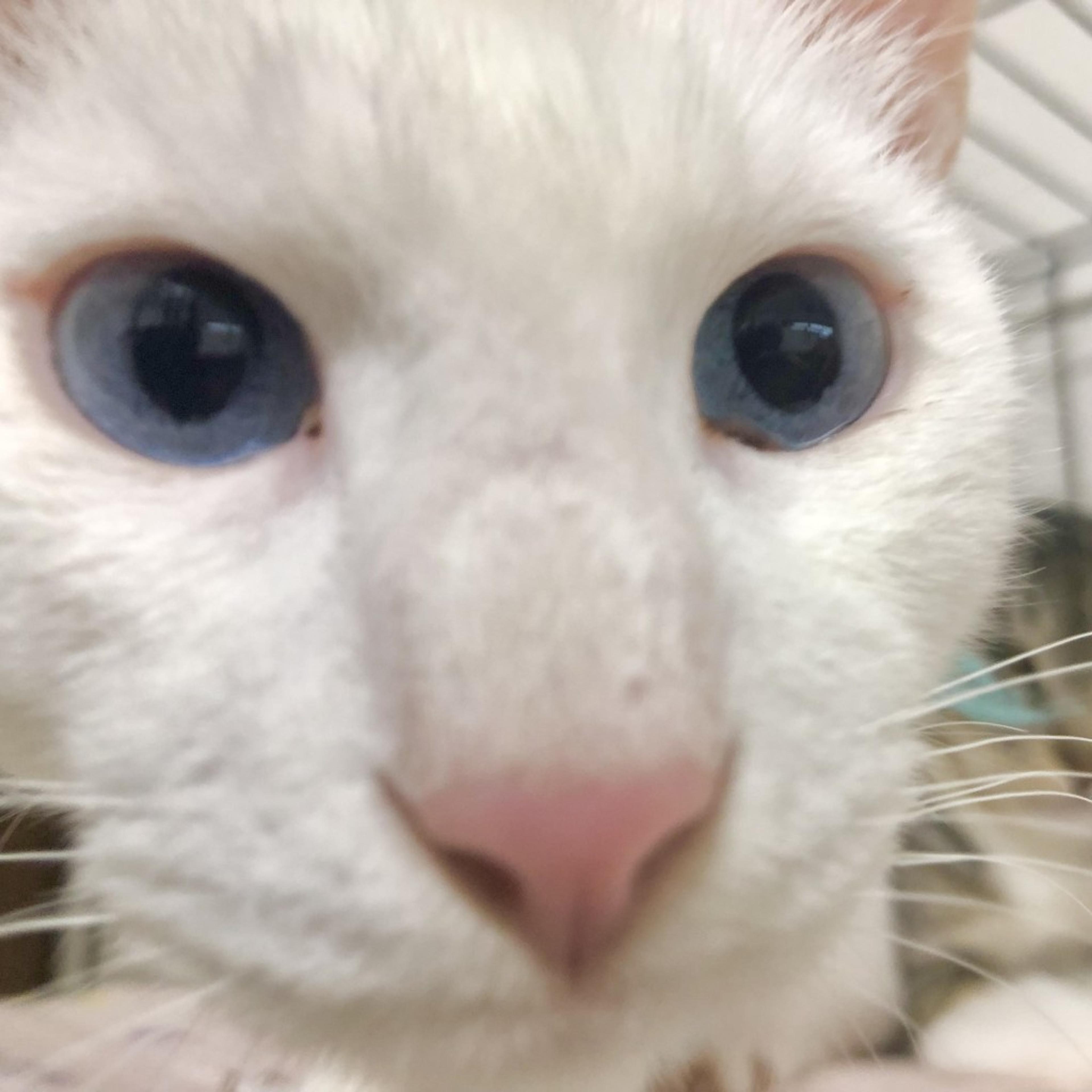 pet-image-7