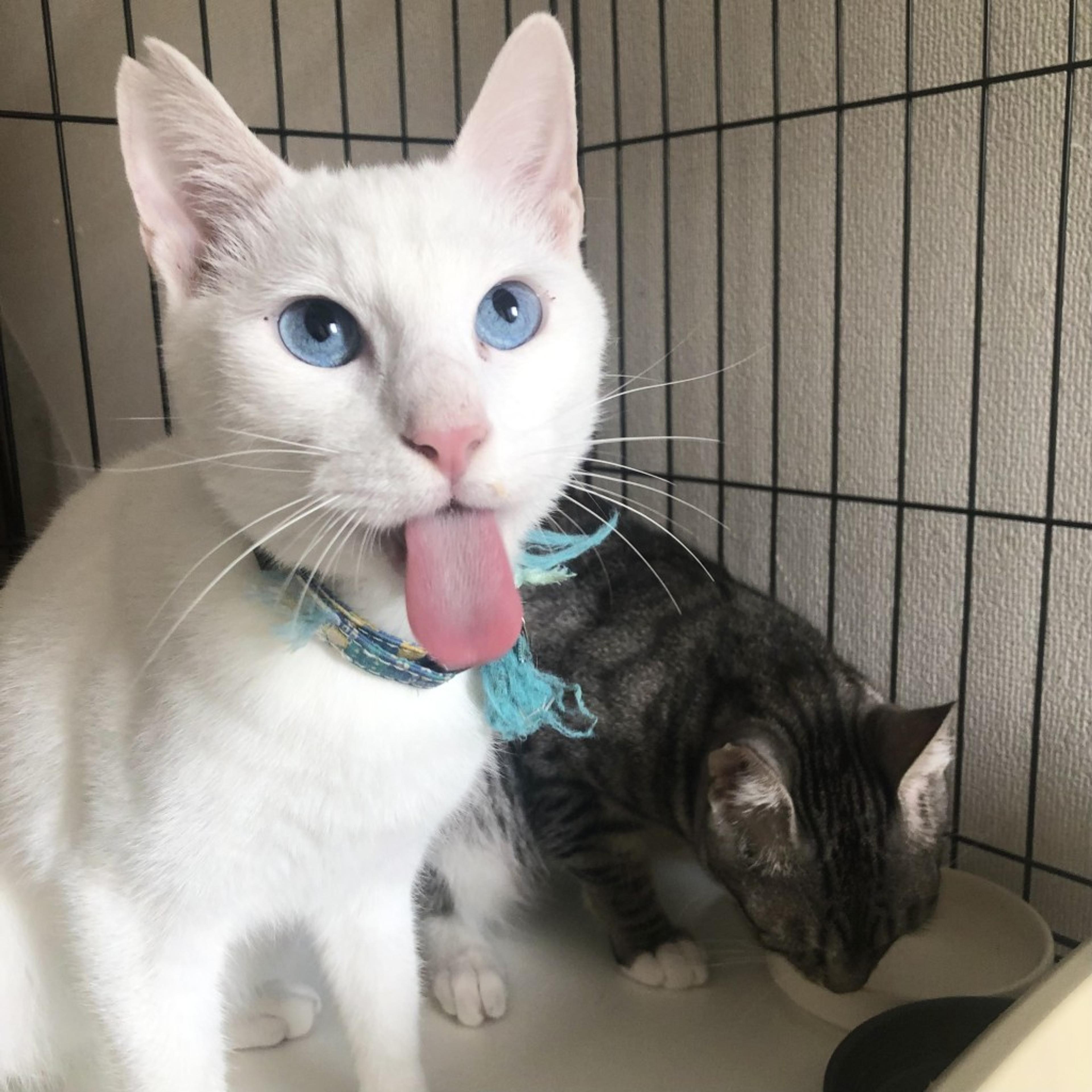 pet-image-3