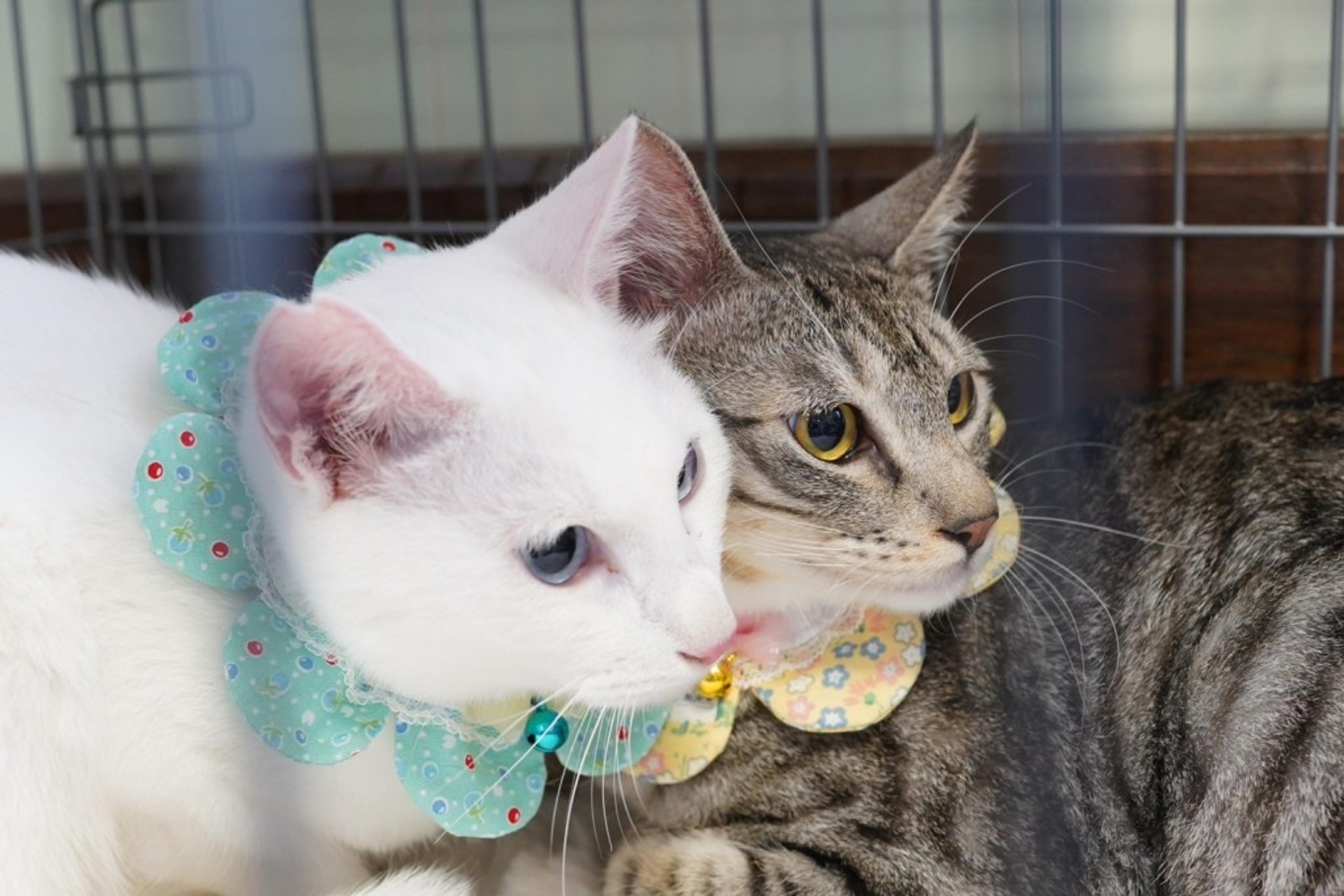 pet-image-5