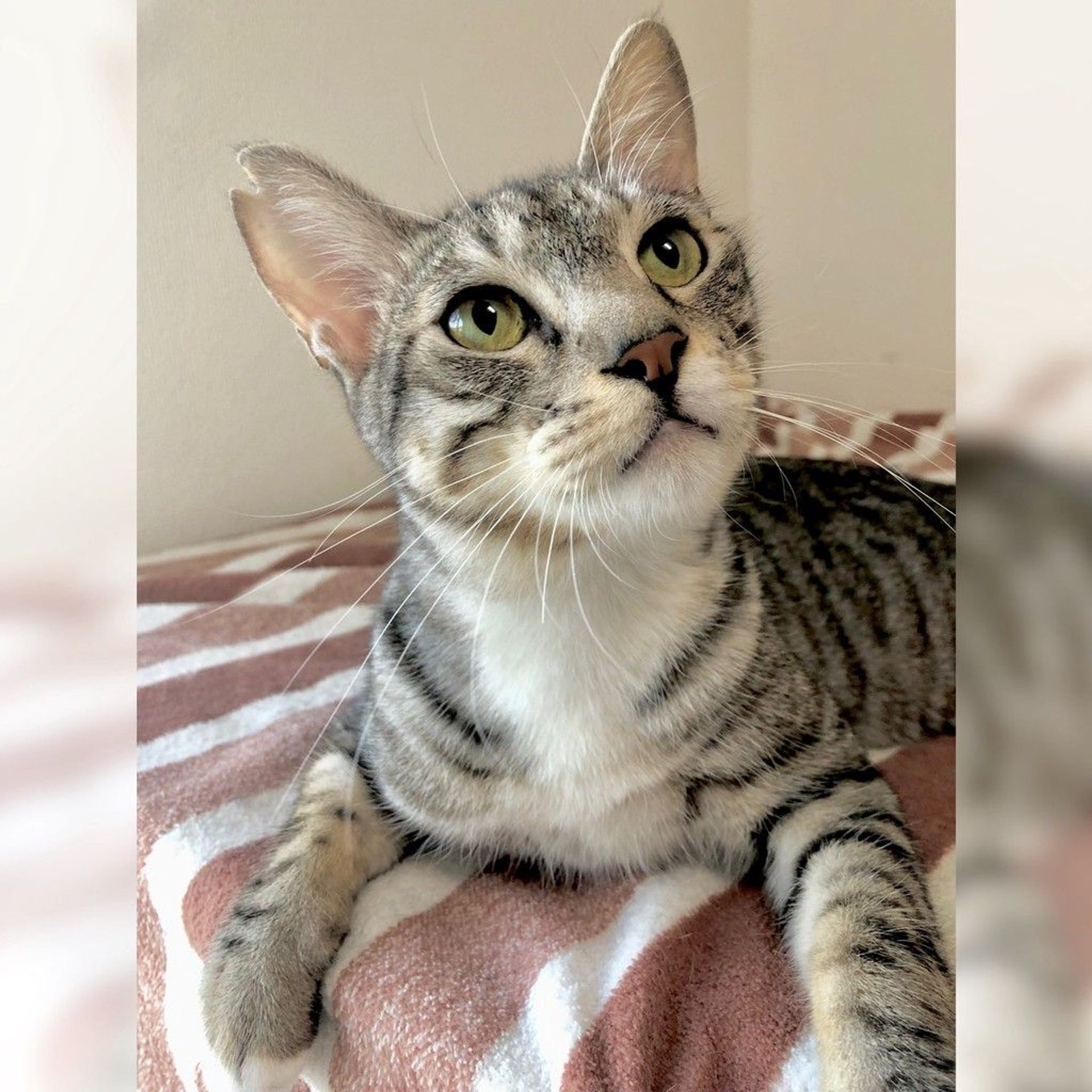 雑種（ミックス猫）・オスの里親募集の写真