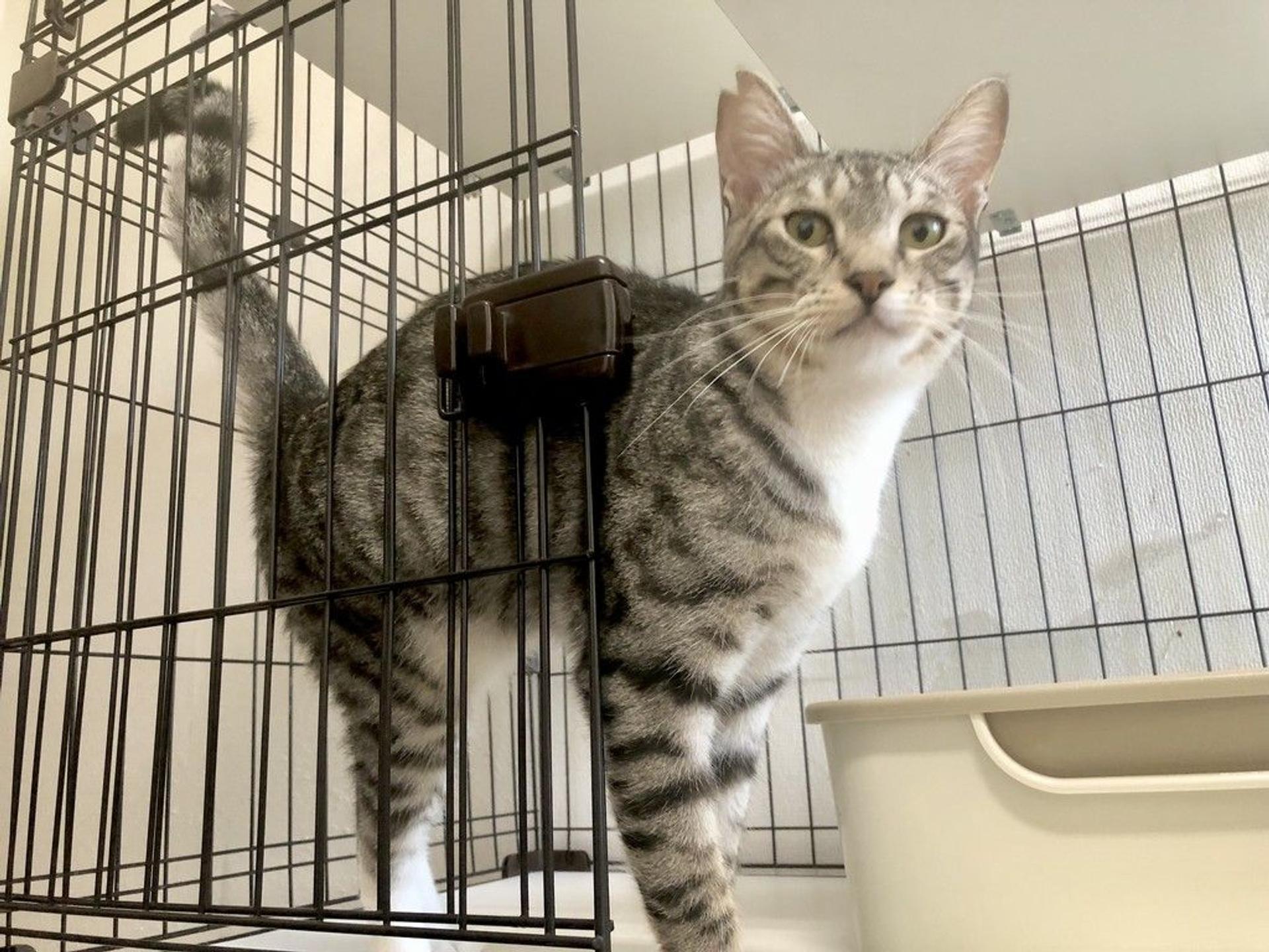 pet-image-2