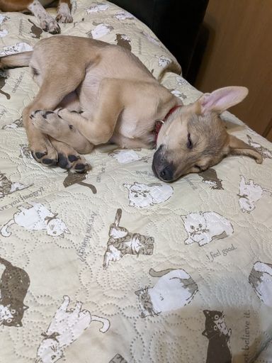 甘えん坊の子犬