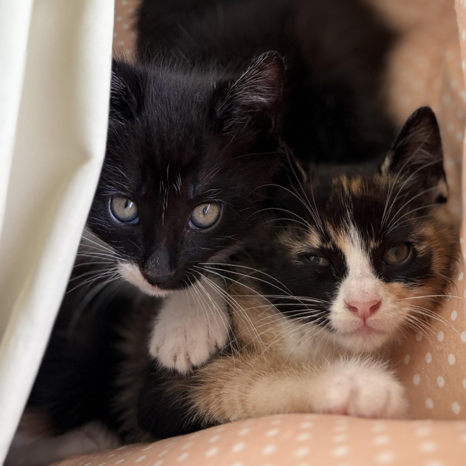 pet-image-4