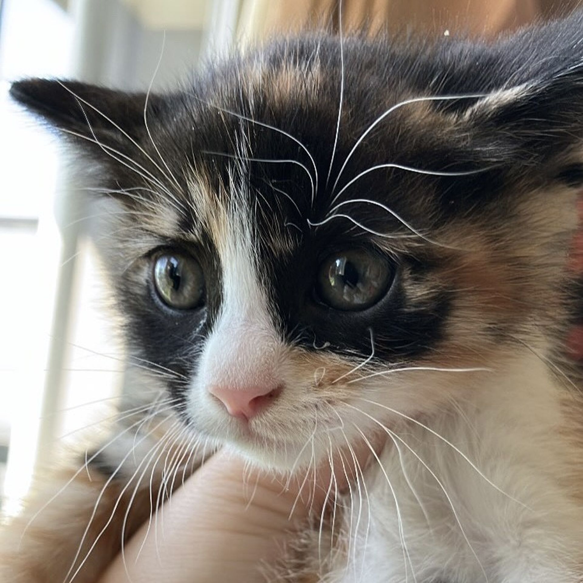 雑種（ミックス猫）・メスの里親募集の写真