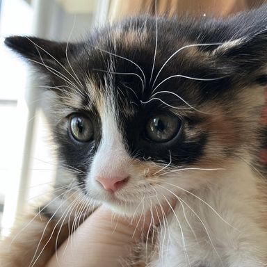 タミー