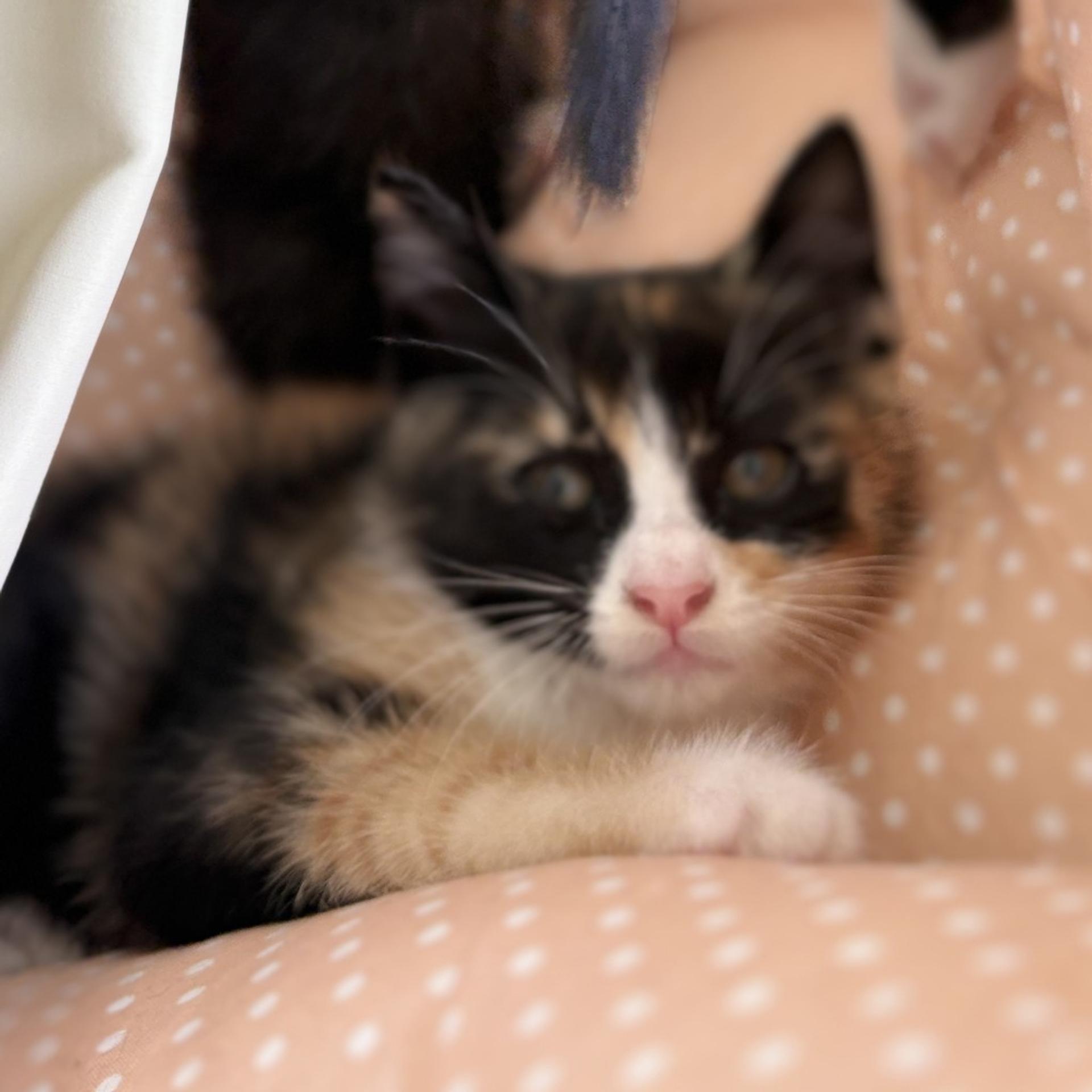 pet-image-2