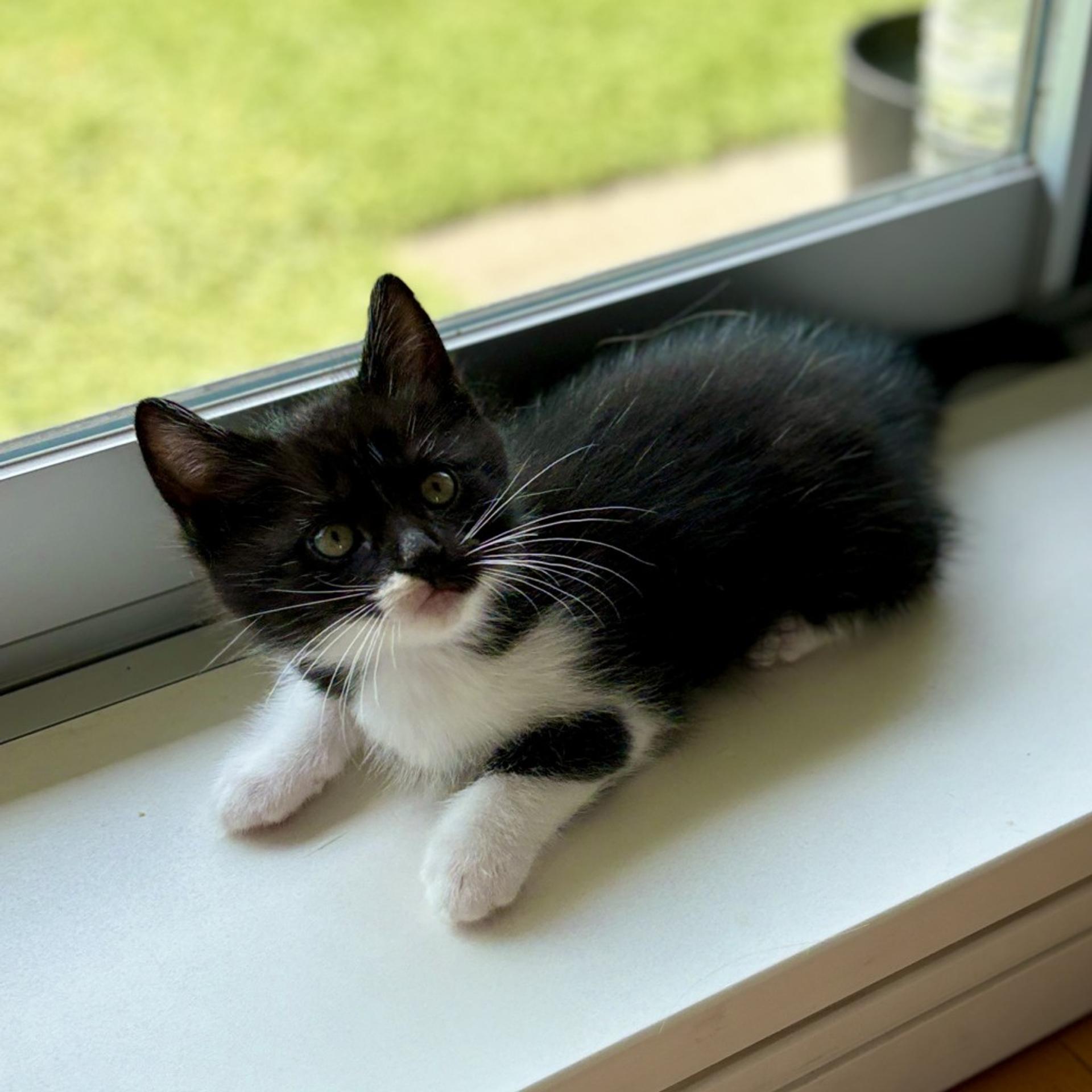 pet-image-6