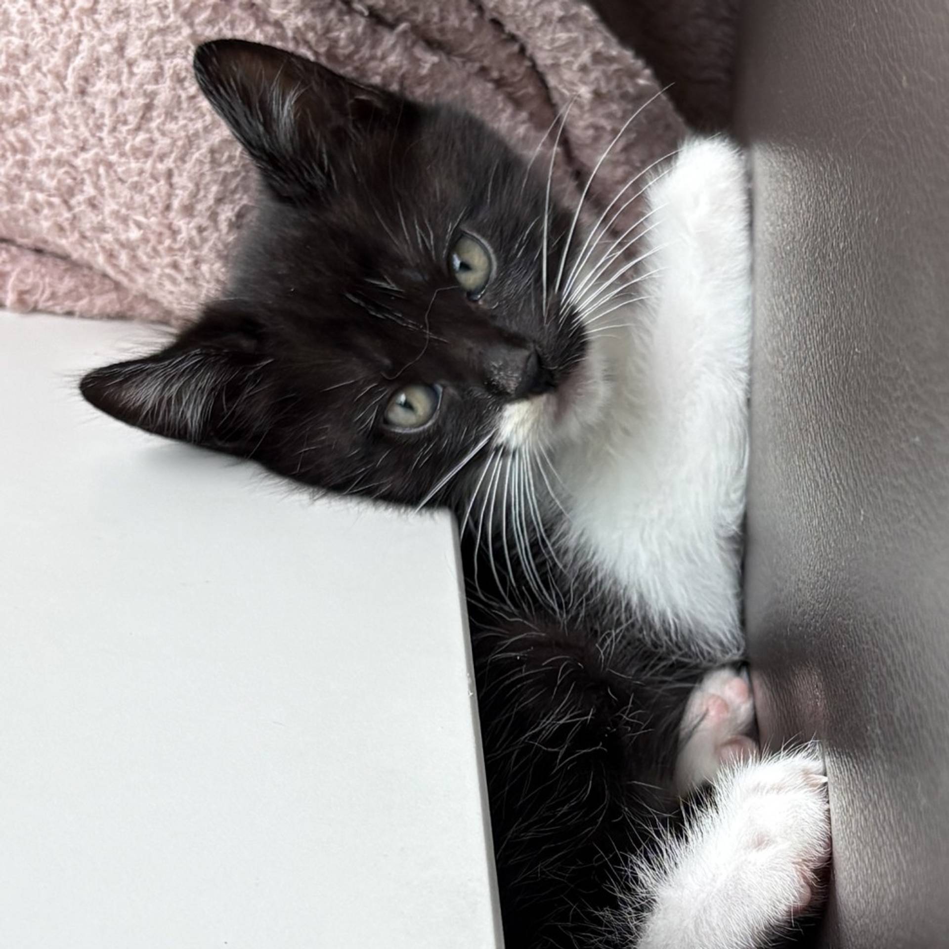 雑種（ミックス猫）・オスの里親募集の写真