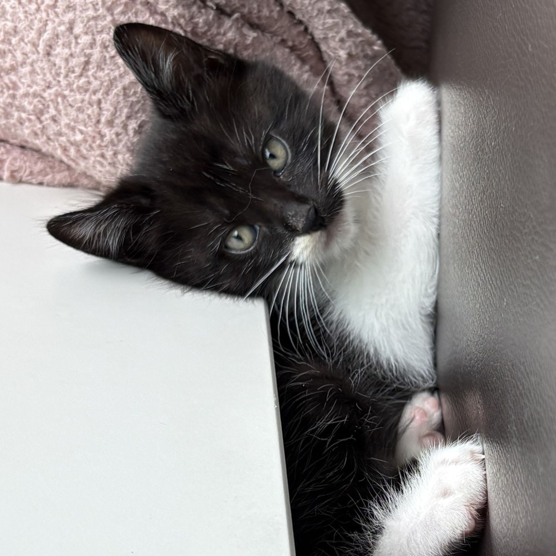 雑種（ミックス猫）・オスの里親募集の写真