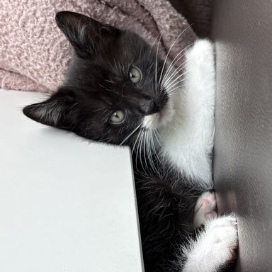 デュレ