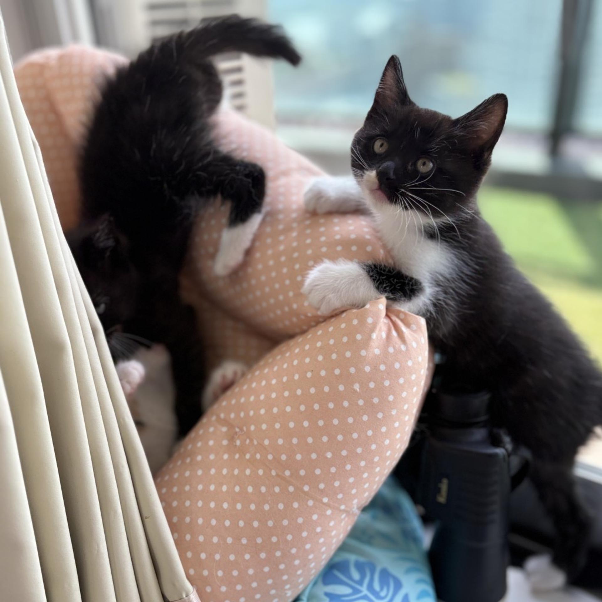 pet-image-5