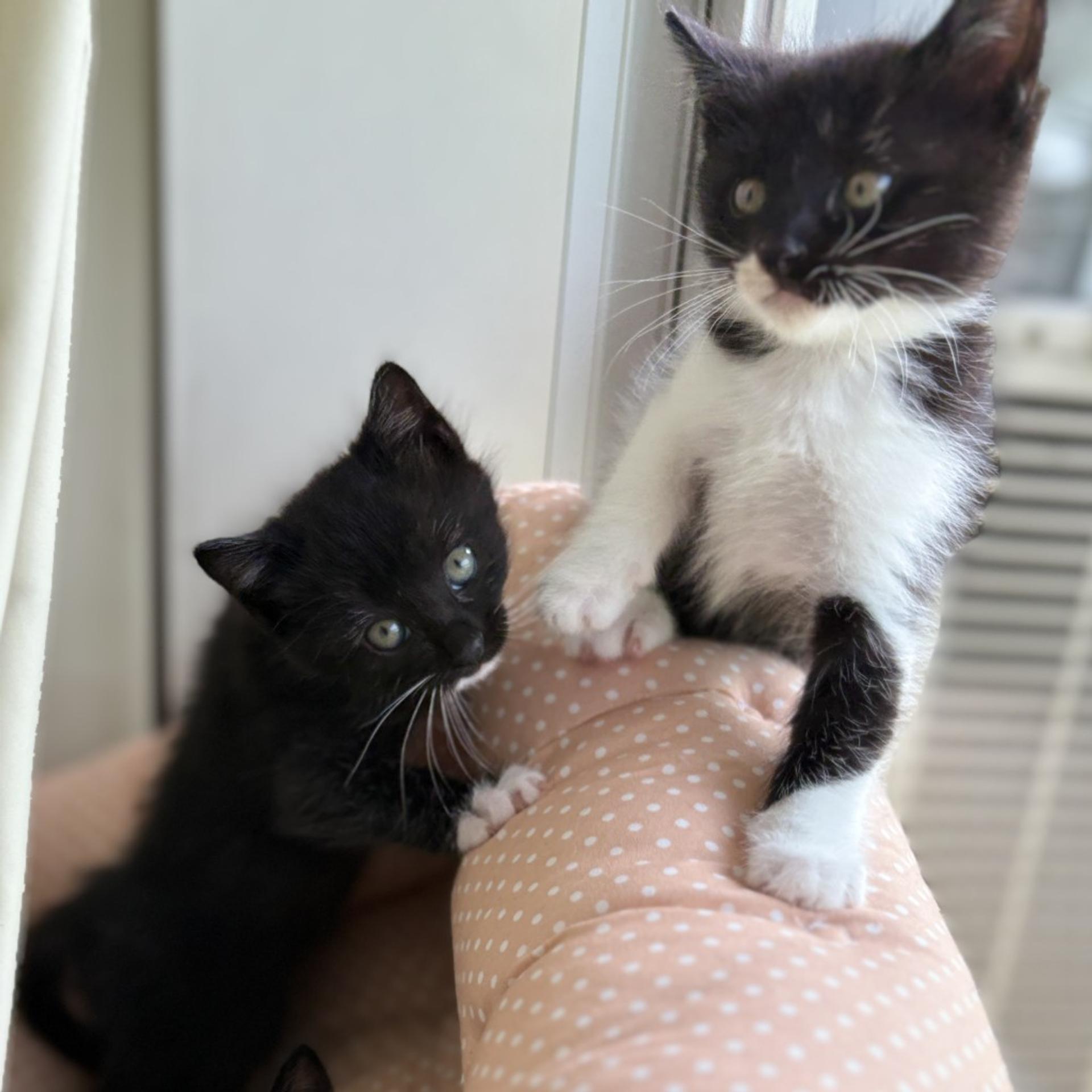 pet-image-3