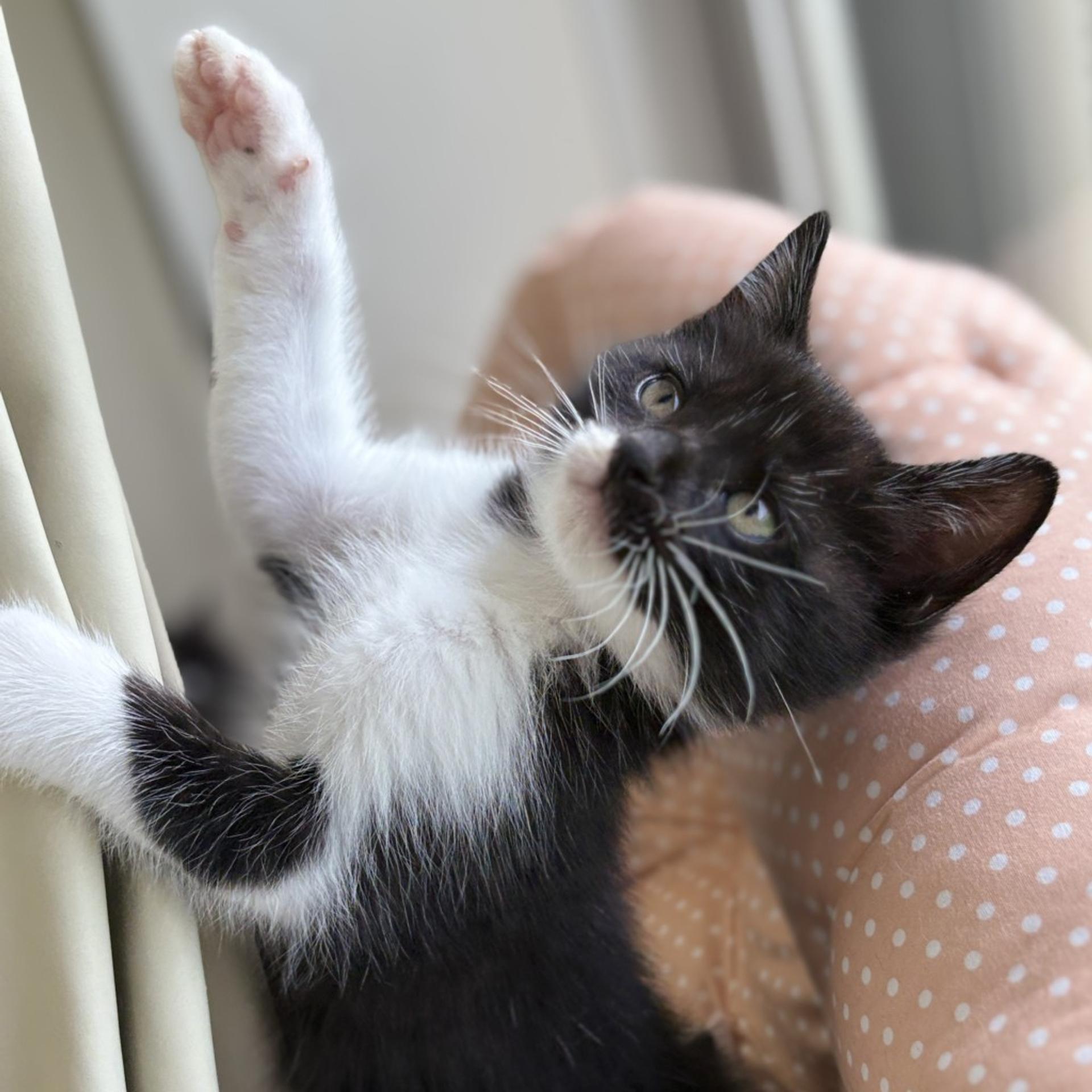 pet-image-4
