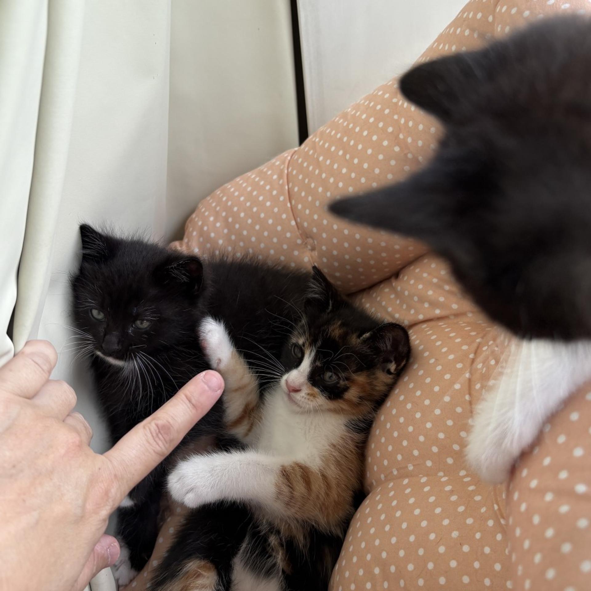 pet-image-5