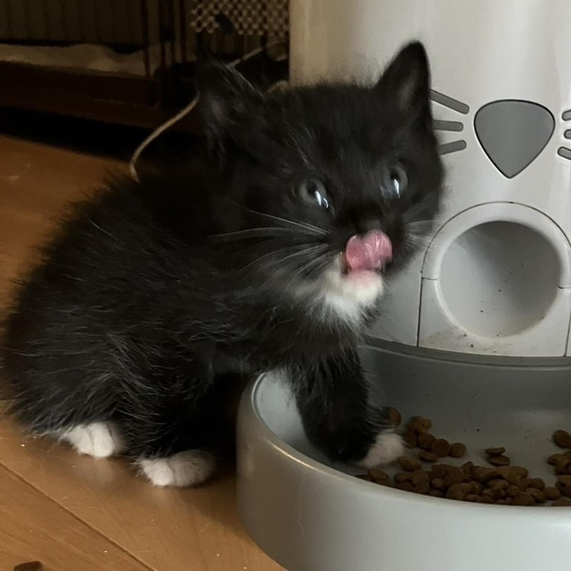 pet-image-7