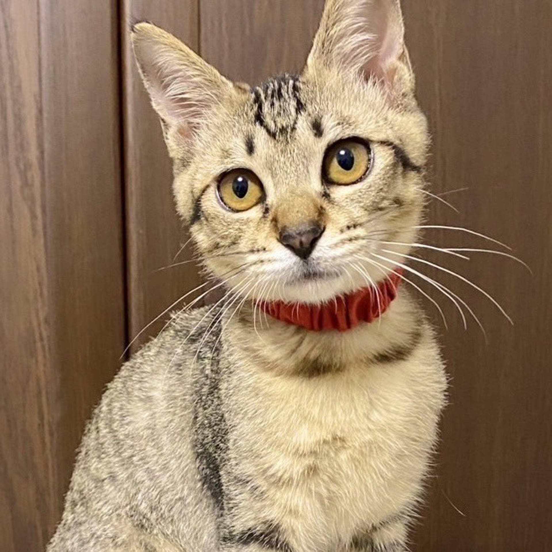雑種（ミックス猫）・メスの里親募集の写真